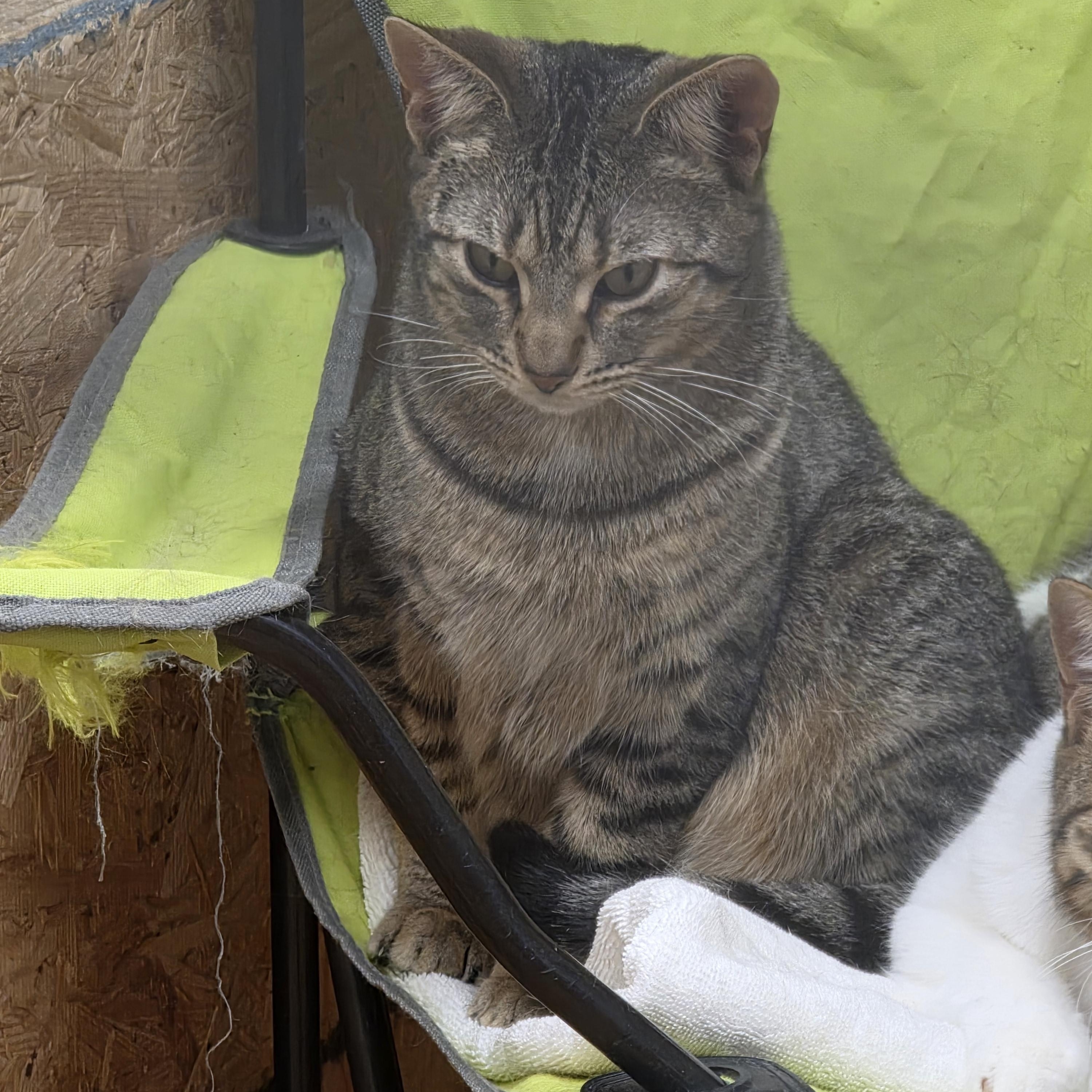 Fanta, a ADOPTABLE Tabby in Richmond, VA image 4/6