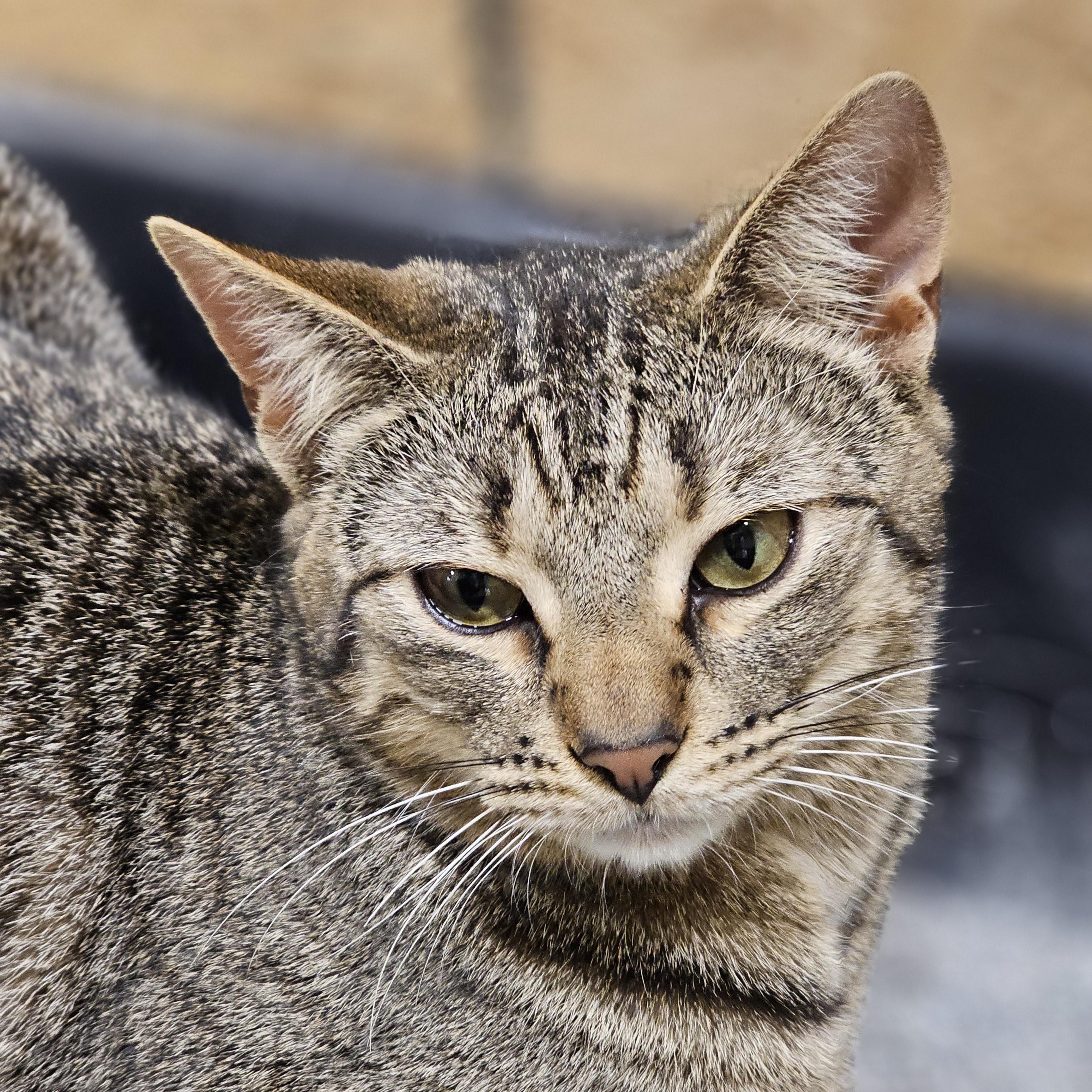 Fanta, a ADOPTABLE Tabby in Richmond, VA image 5/6