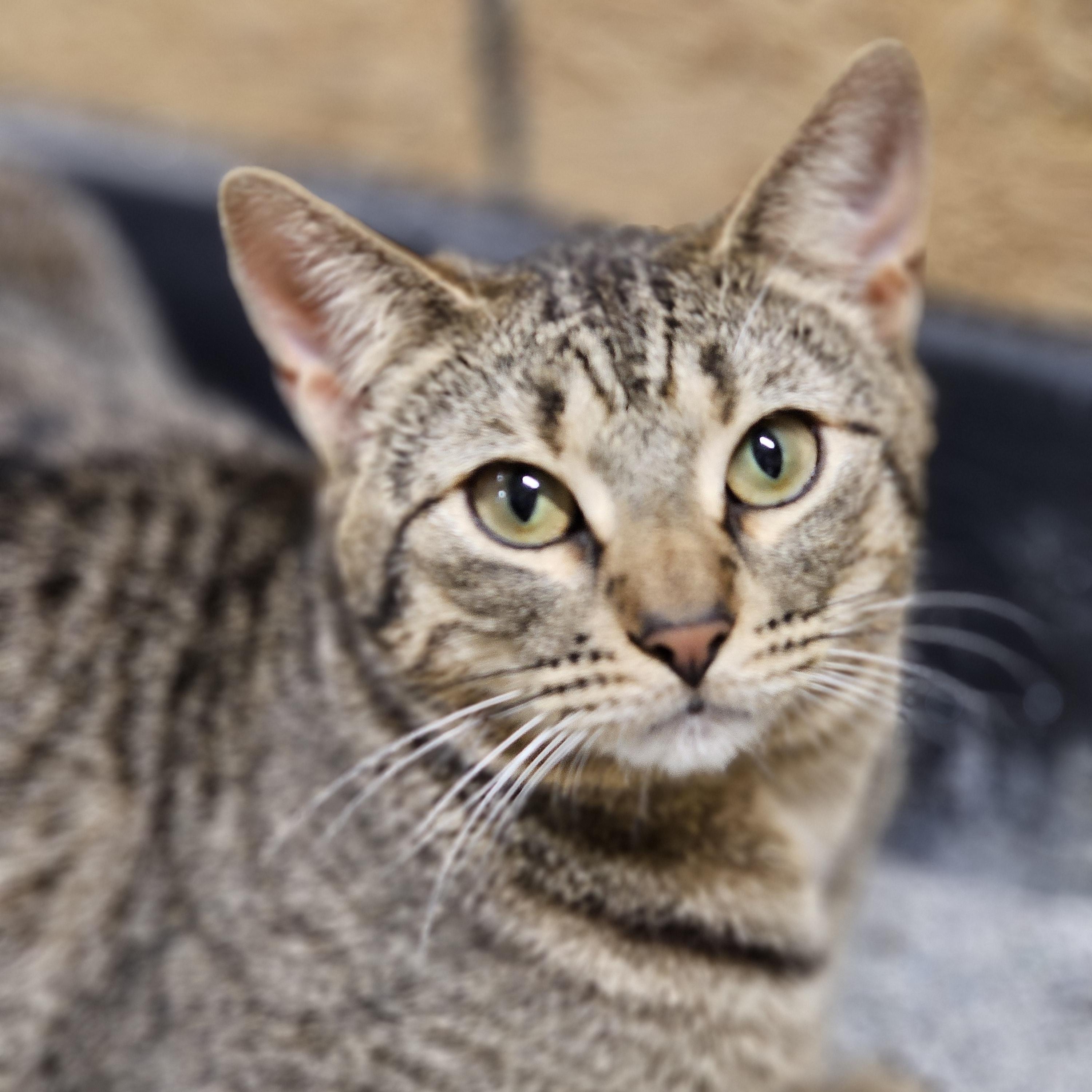 Fanta, ADOPTABLE, Young Male Tabby.