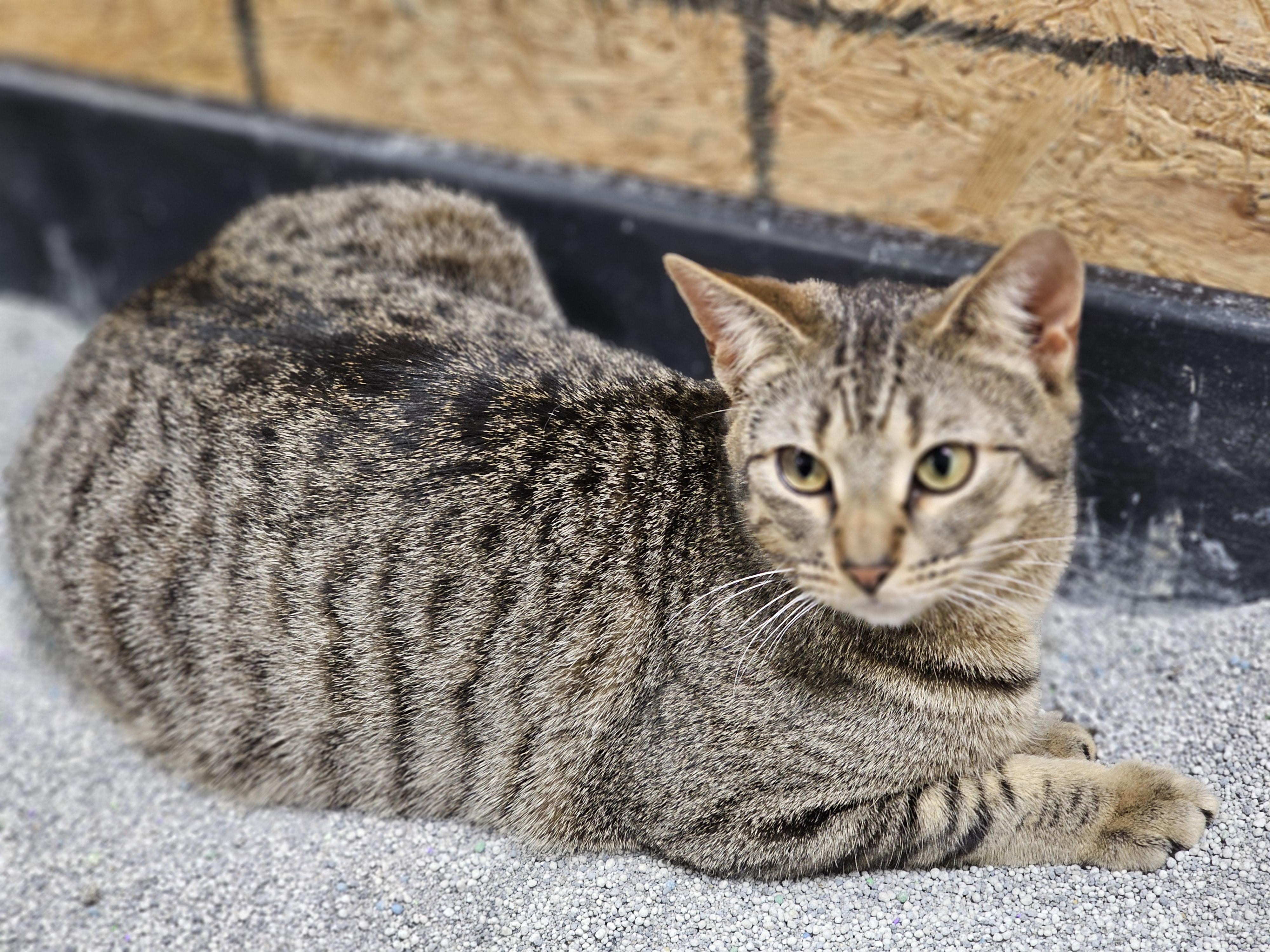 Fanta, a ADOPTABLE Tabby in Richmond, VA image 2/6