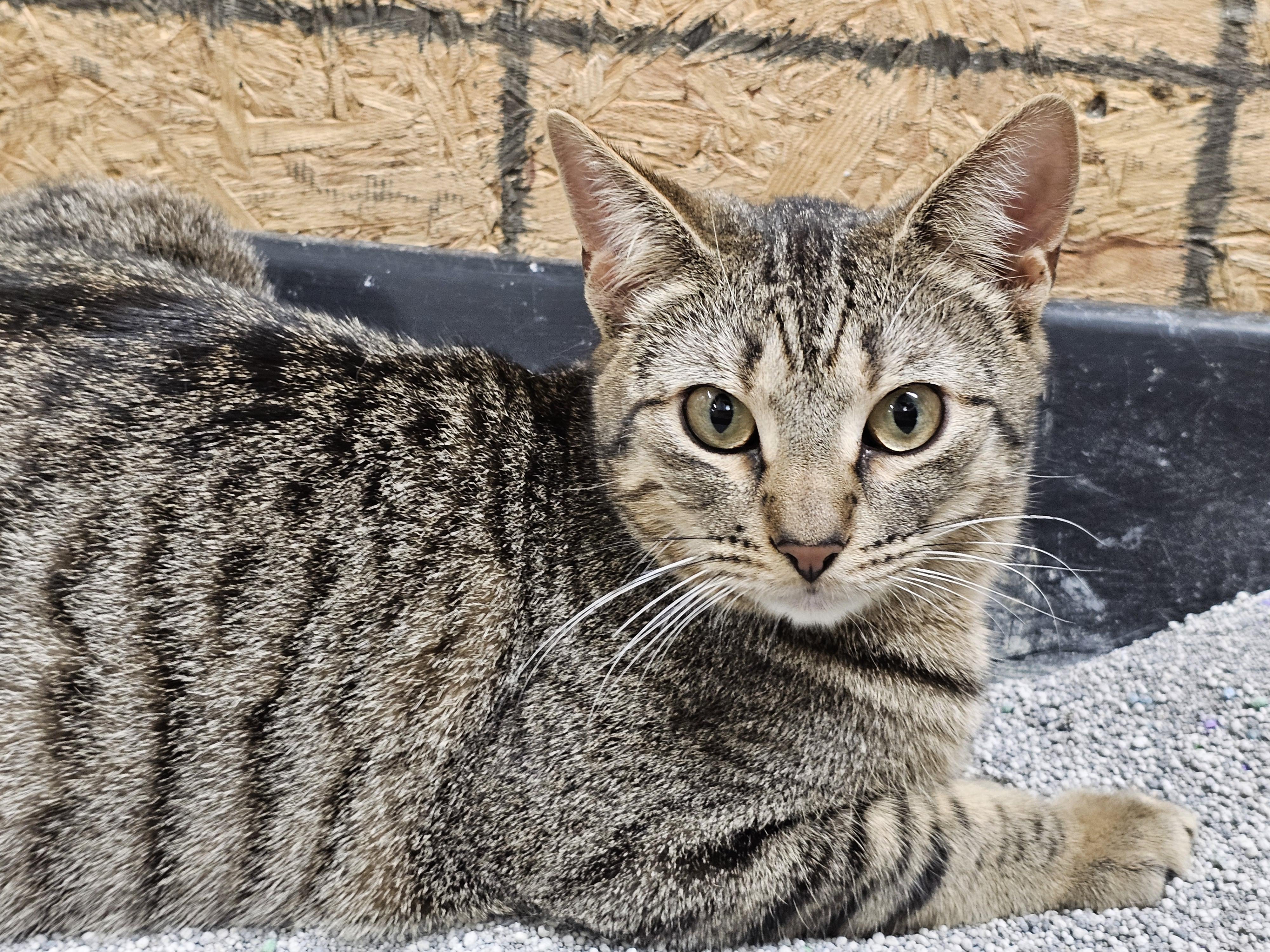 Fanta, a ADOPTABLE Tabby in Richmond, VA image 3/6