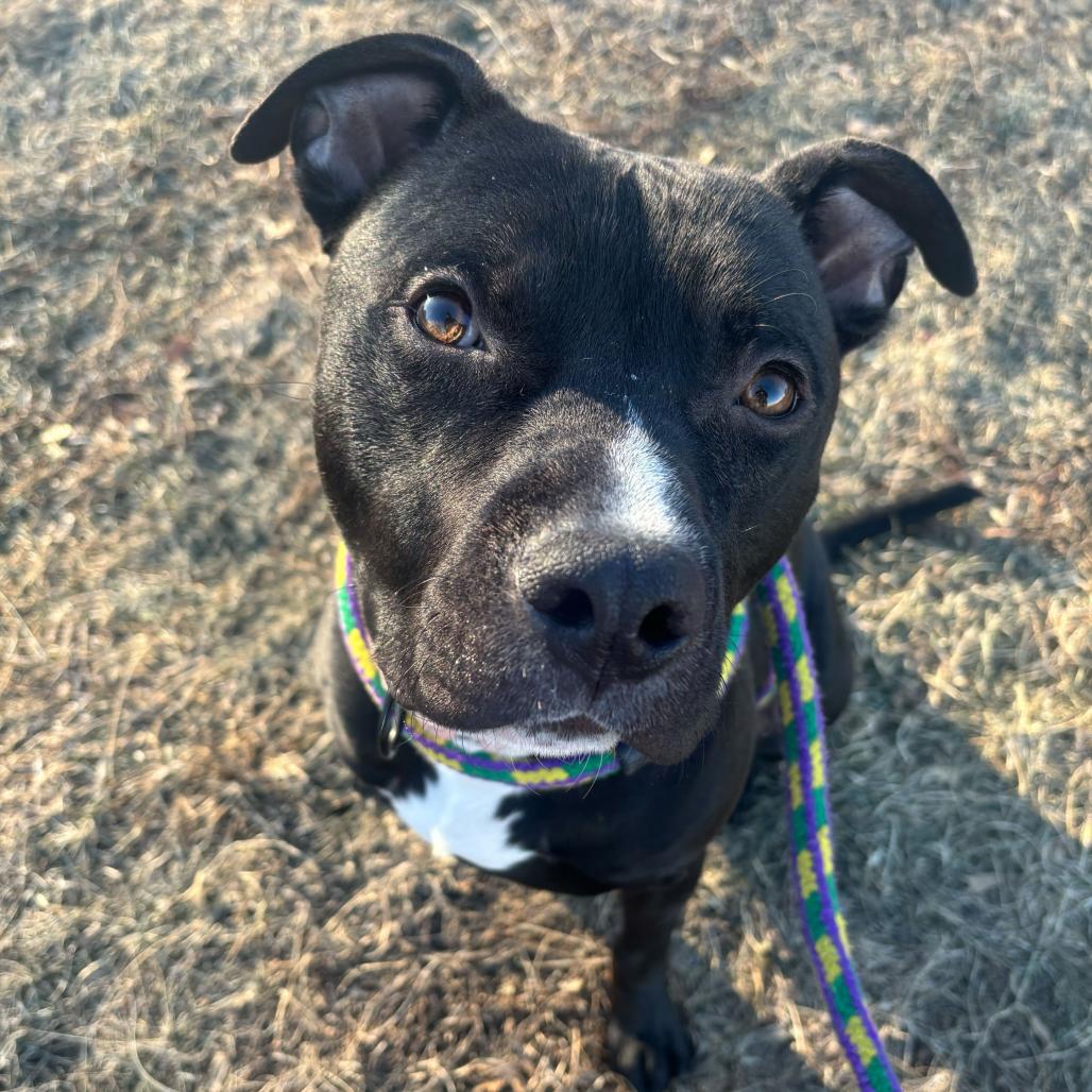 Row Boat, Adoptable, Young Male Mixed Breed.