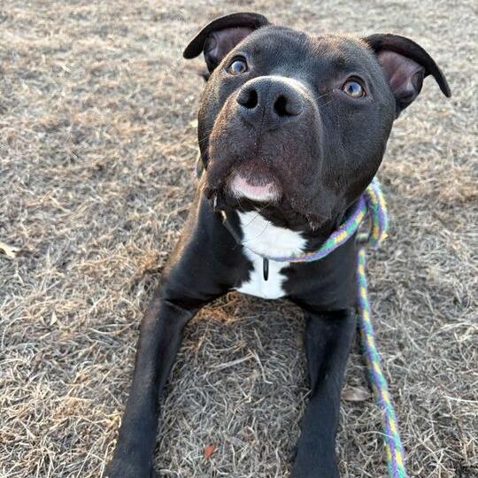 Enlarge Row Boat, a Adoptable Mixed Breed in Davenport, IA image 2/6