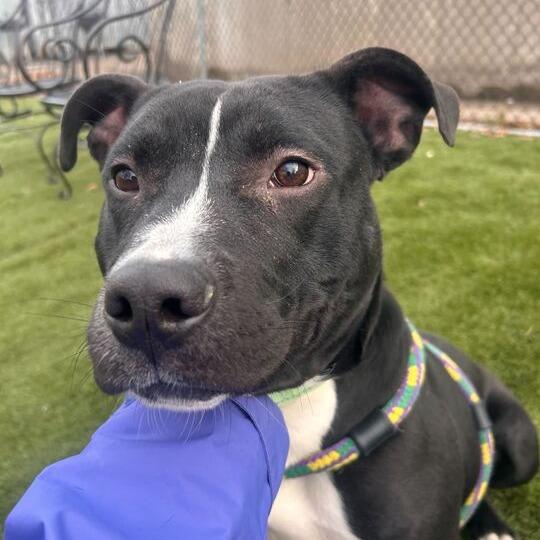 Enlarge Row Boat, a Adoptable Mixed Breed in Davenport, IA image 3/6