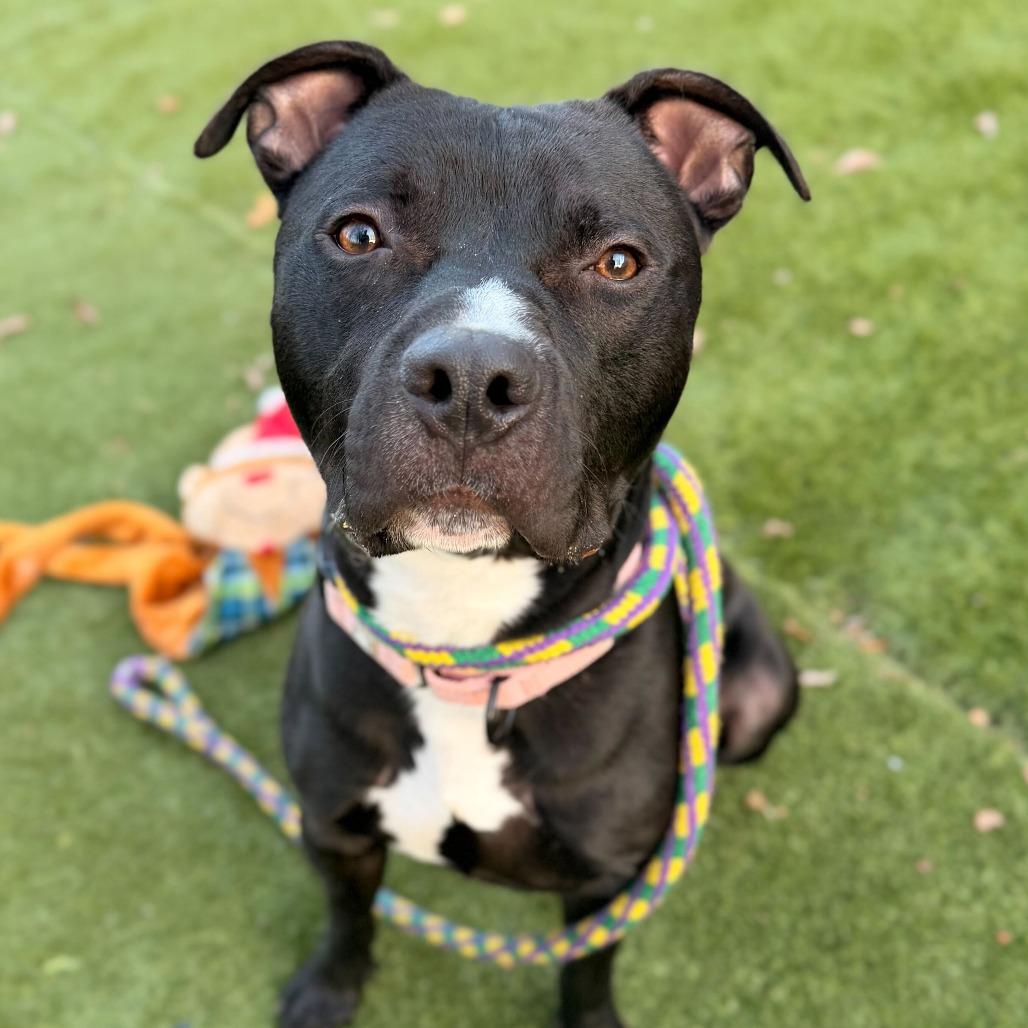 Row Boat, a Adoptable Mixed Breed in Davenport, IA image 2/6