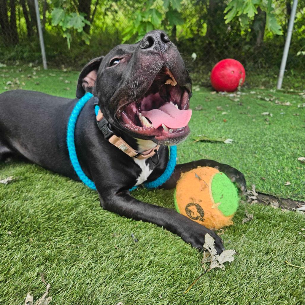 Enlarge Row Boat, a Adoptable Mixed Breed in Davenport, IA image 2/6