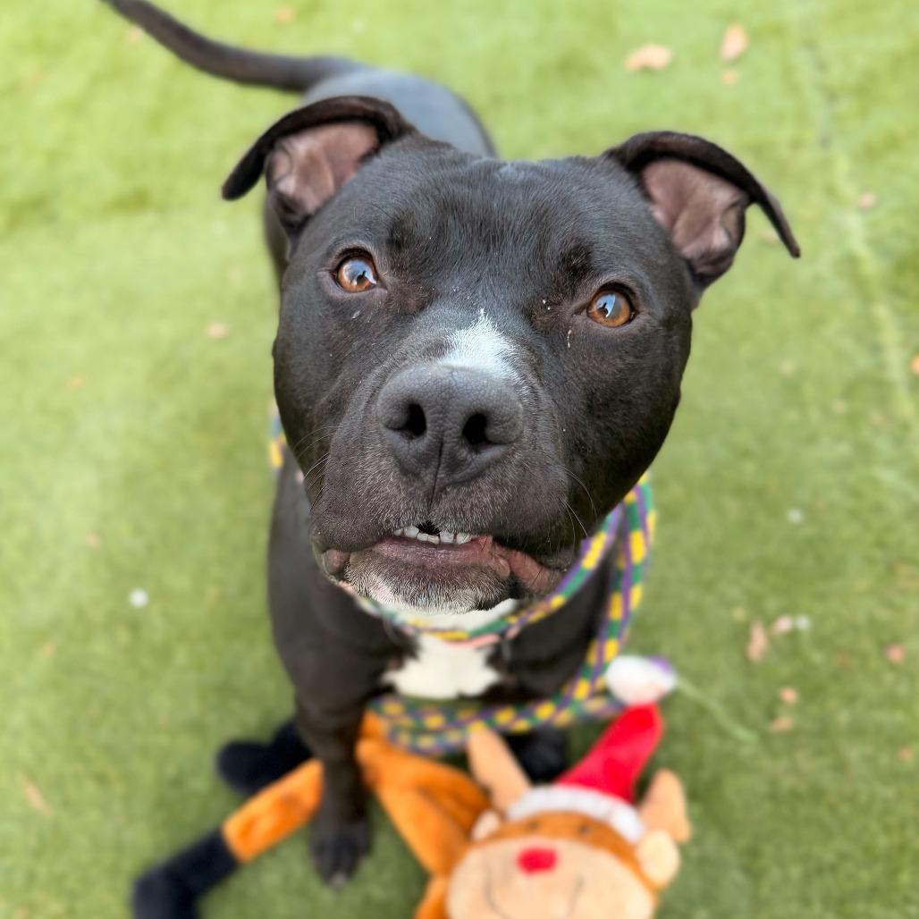 Row Boat, a Adoptable Mixed Breed in Davenport, IA image 3/6