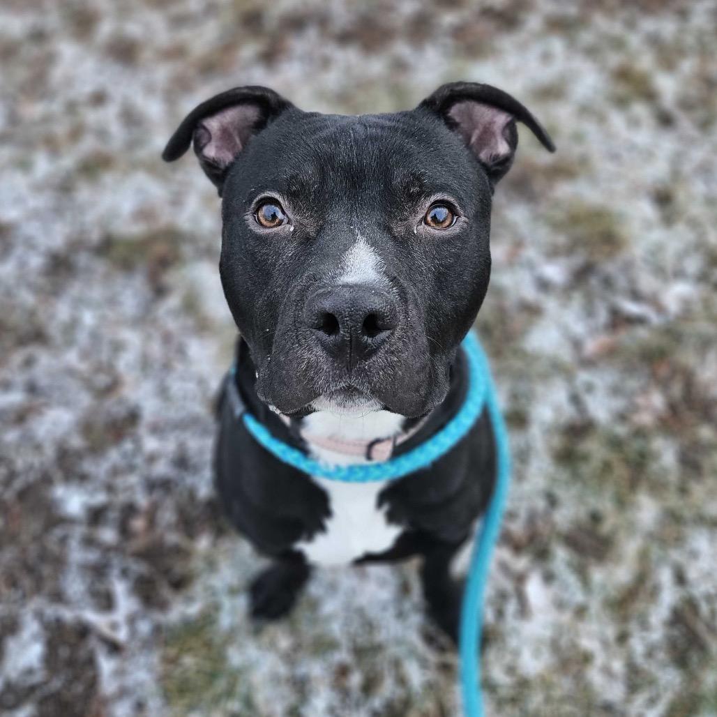 Enlarge Row Boat, a Adoptable Mixed Breed in Davenport, IA image 4/6