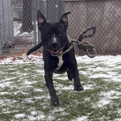 Enlarge Row Boat, a Adoptable Mixed Breed in Davenport, IA image 4/6