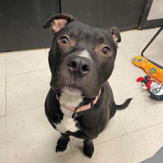 Enlarge Row Boat, a Adoptable Mixed Breed in Davenport, IA image 5/6