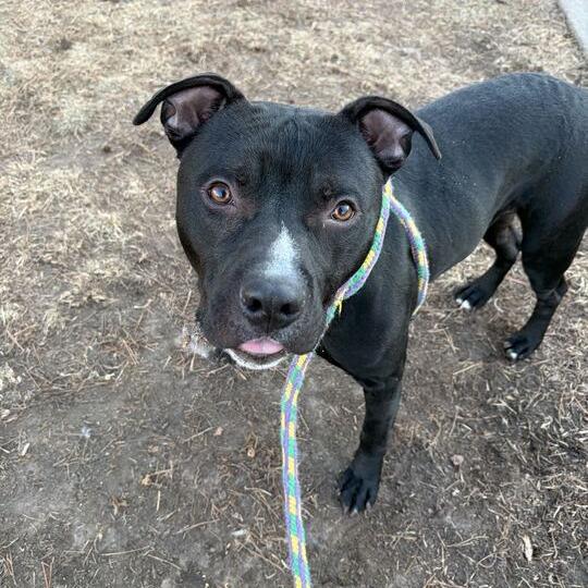 Enlarge Row Boat, a Adoptable Mixed Breed in Davenport, IA image 6/6