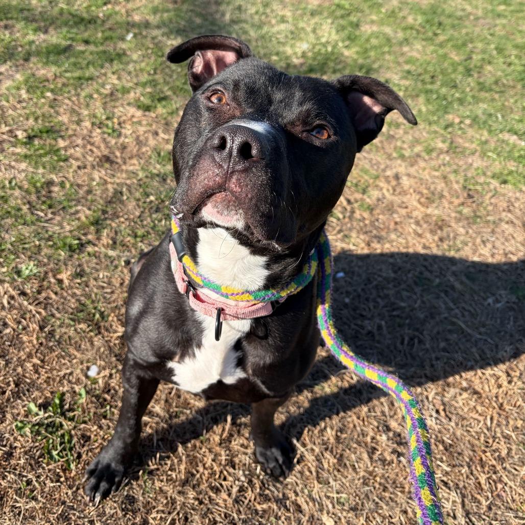 Enlarge Row Boat, a Adoptable Mixed Breed in Davenport, IA image 6/6