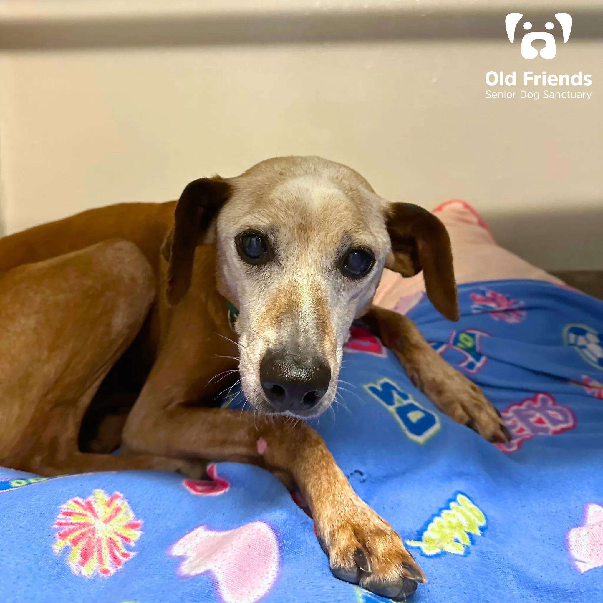 Greenie, Adoptable, Senior Male Feist.