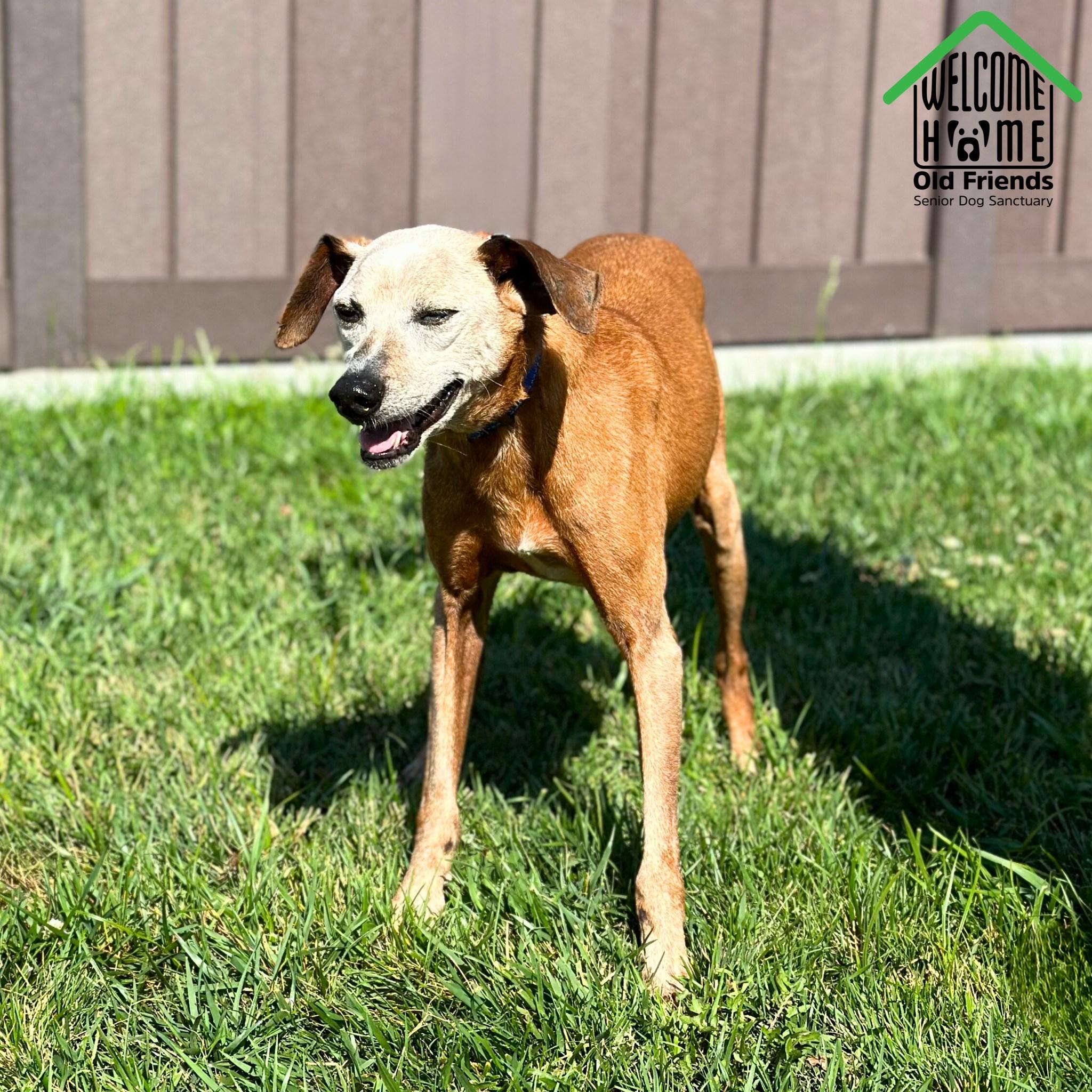 Greenie, a Adoptable mixed breed in Mount Juliet, TN image 2/3