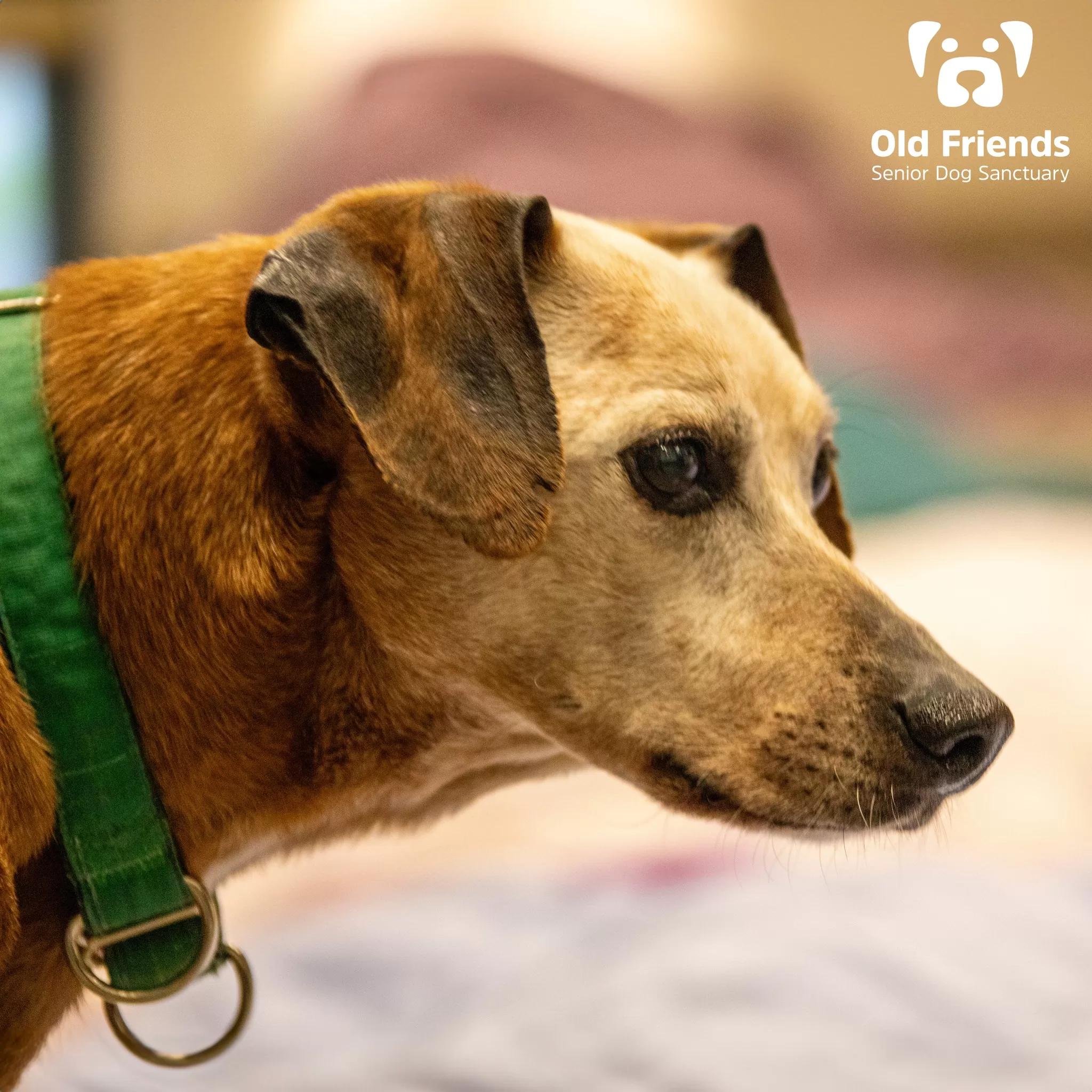 Greenie, a Adoptable mixed breed in Mount Juliet, TN image 3/3