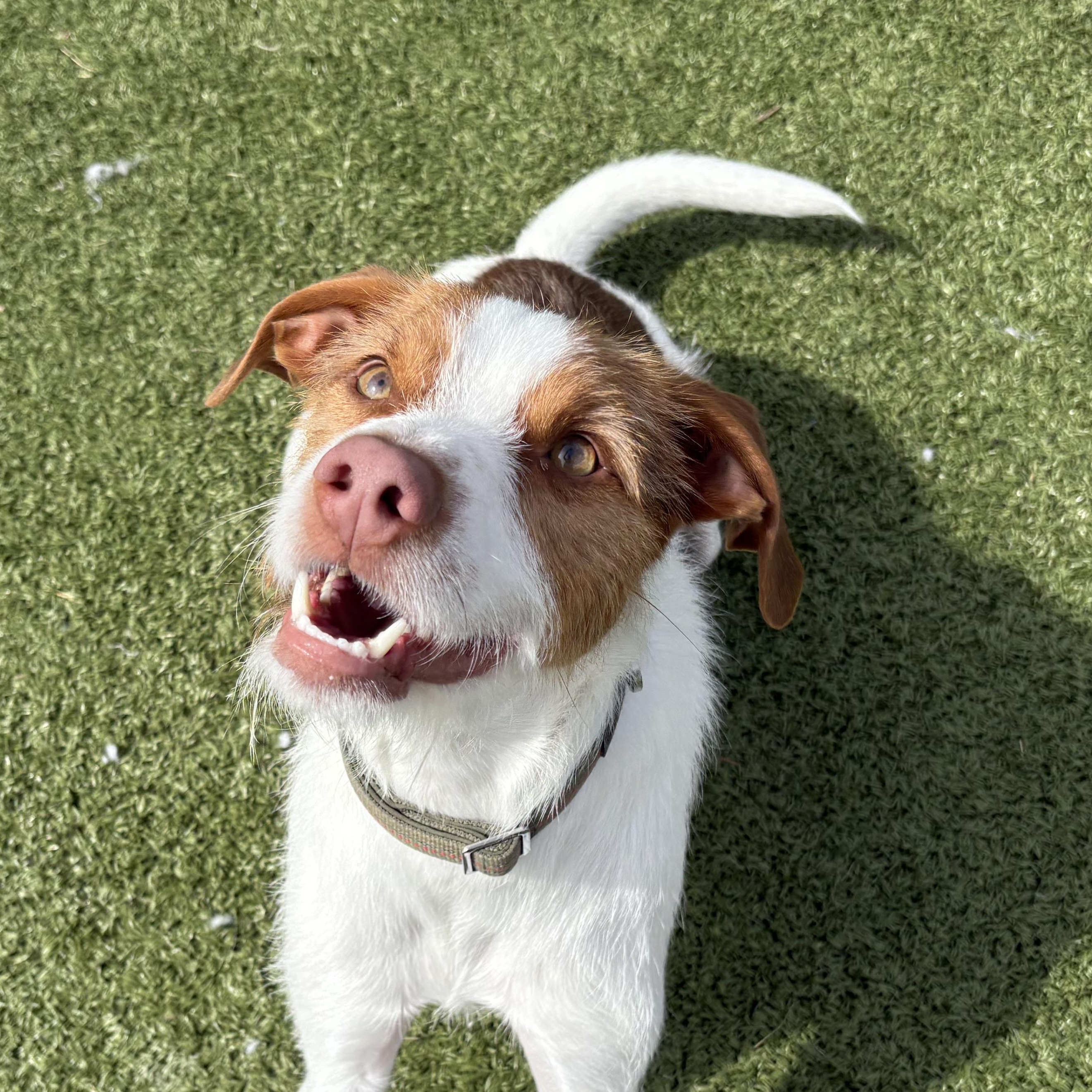 Archie - Adopted | Petfinder