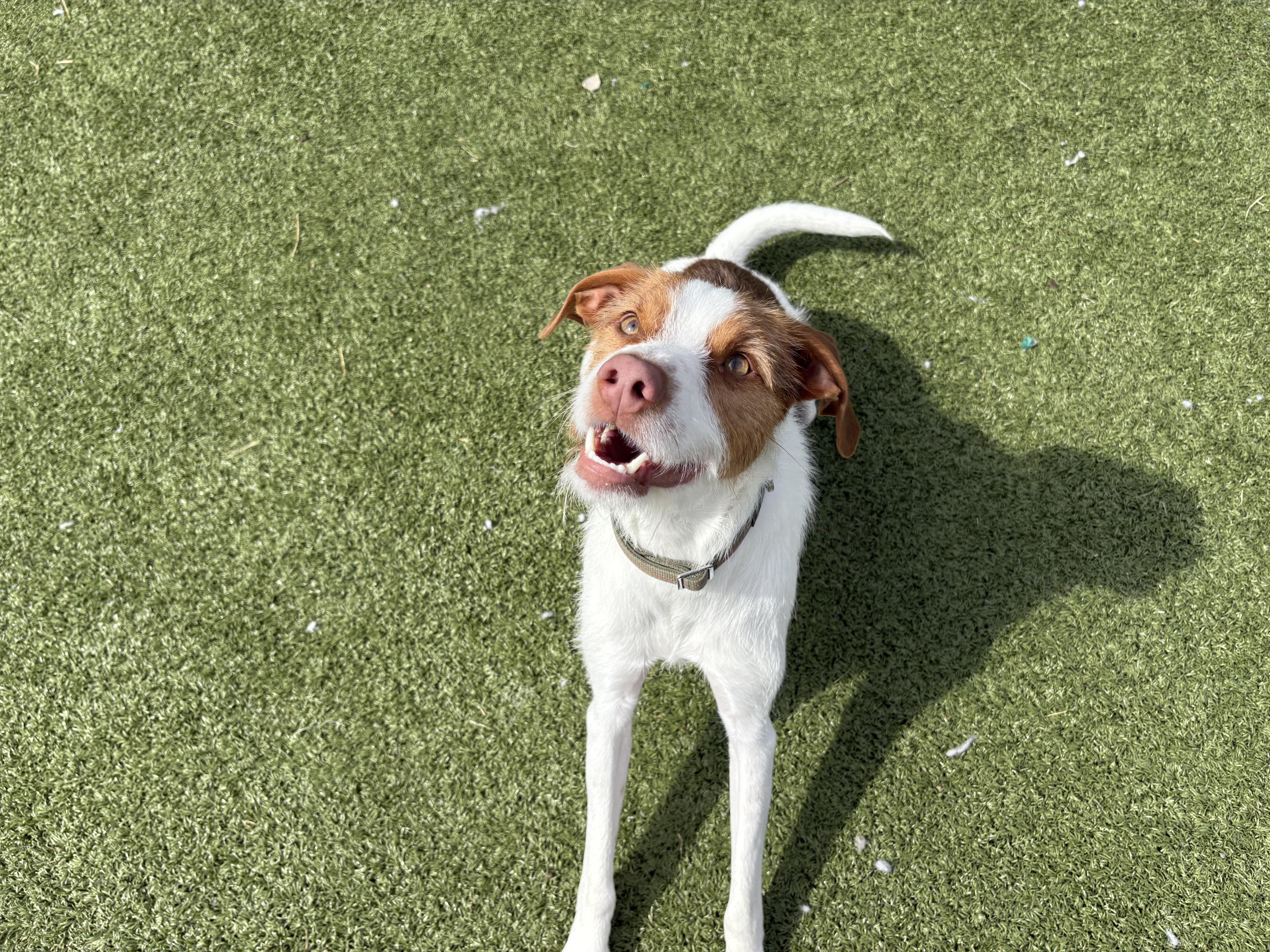 Enlarge Archie, a ADOPTABLE mixed breed in Hays, KS image 1/6