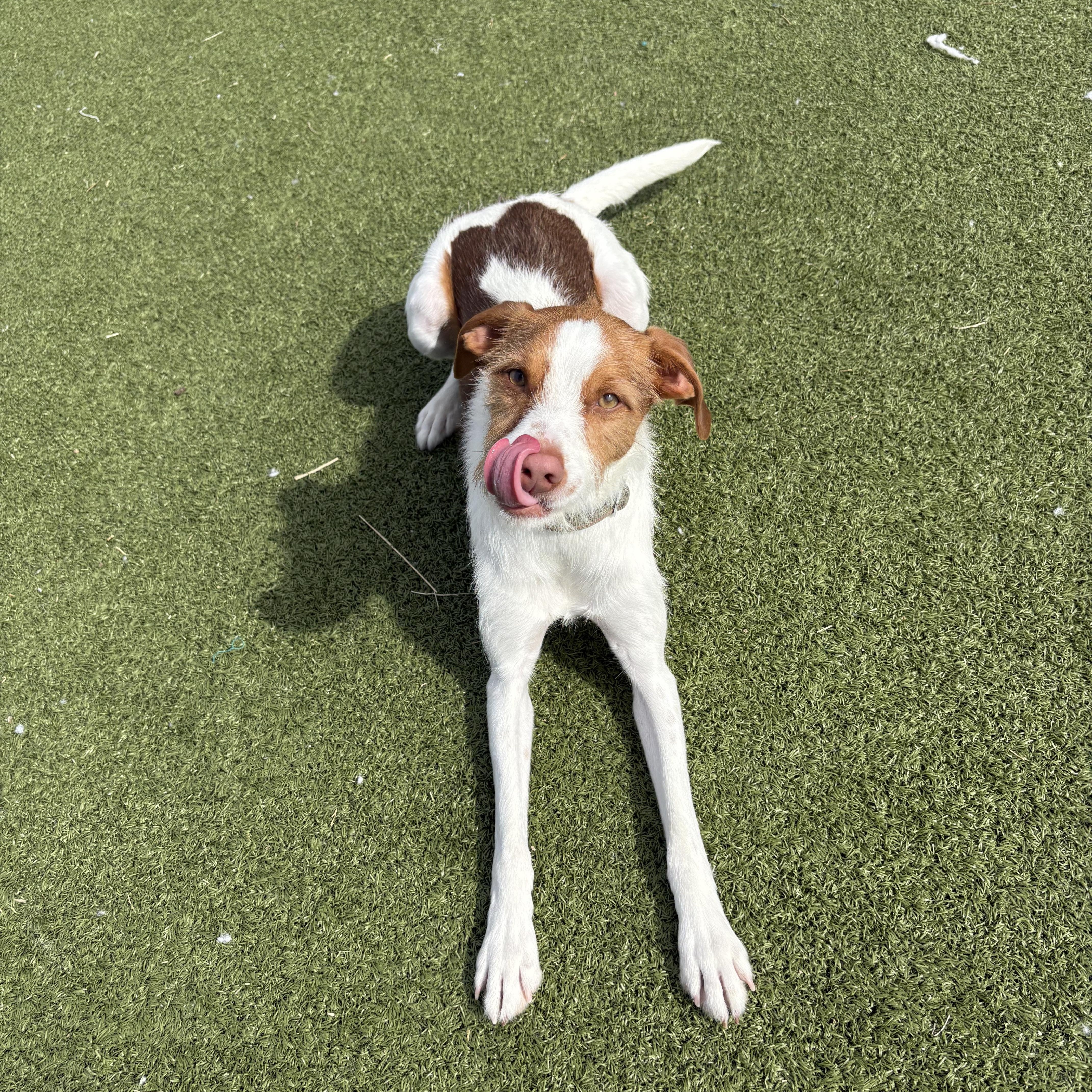 Enlarge Archie, a ADOPTABLE mixed breed in Hays, KS image 6/6