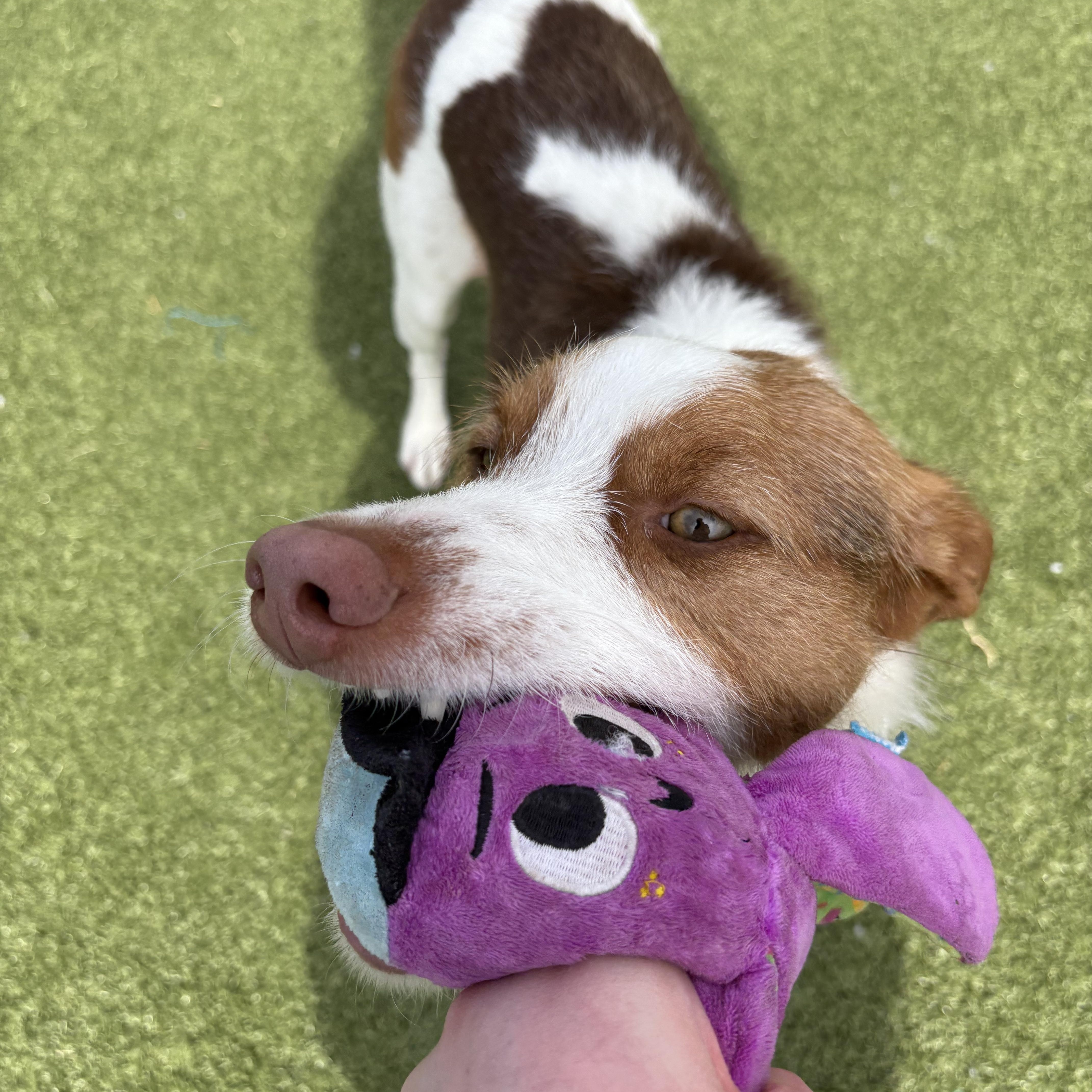 Enlarge Archie, a ADOPTABLE mixed breed in Hays, KS image 2/6