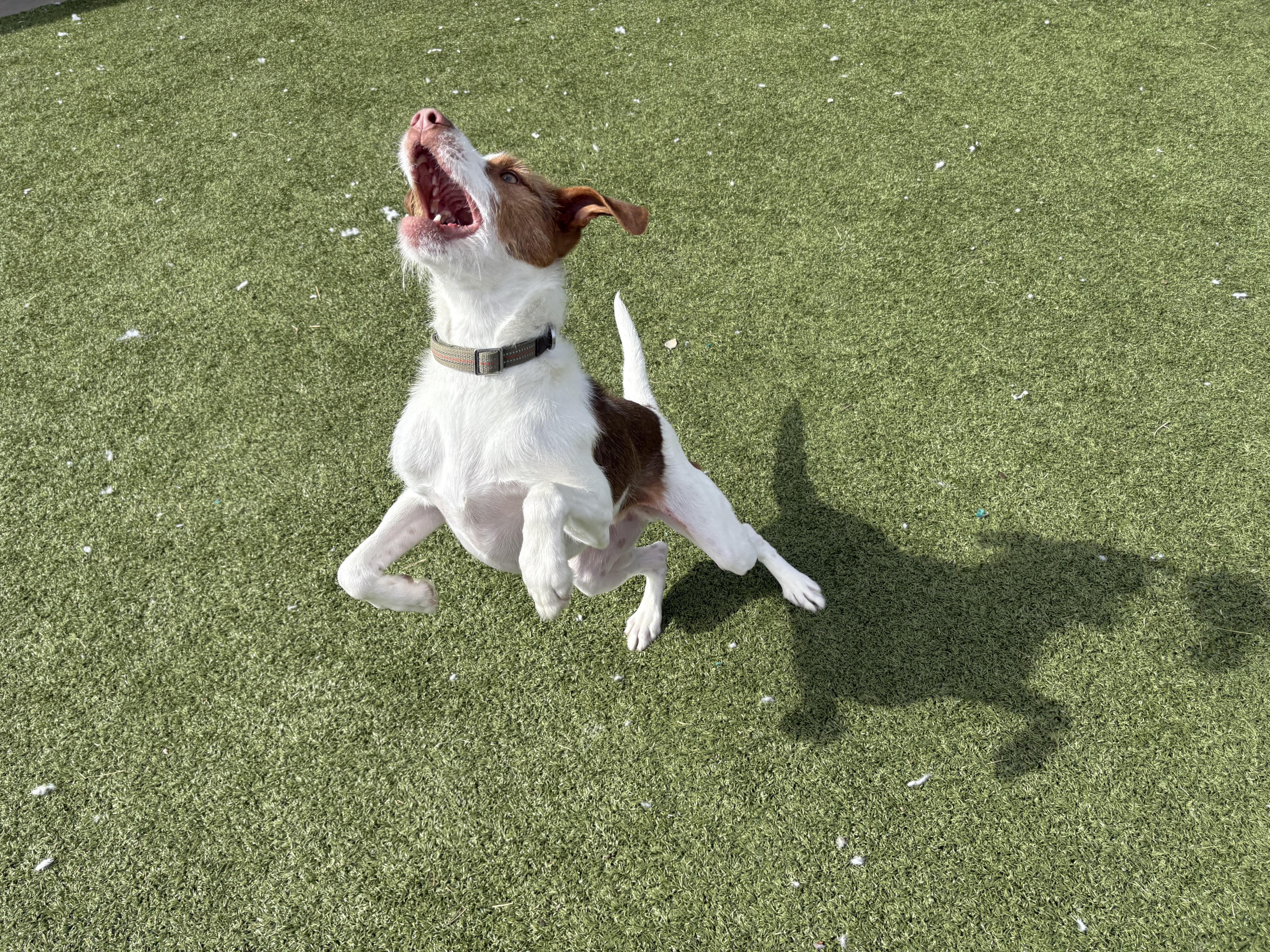 Enlarge Archie, a ADOPTABLE mixed breed in Hays, KS image 5/6