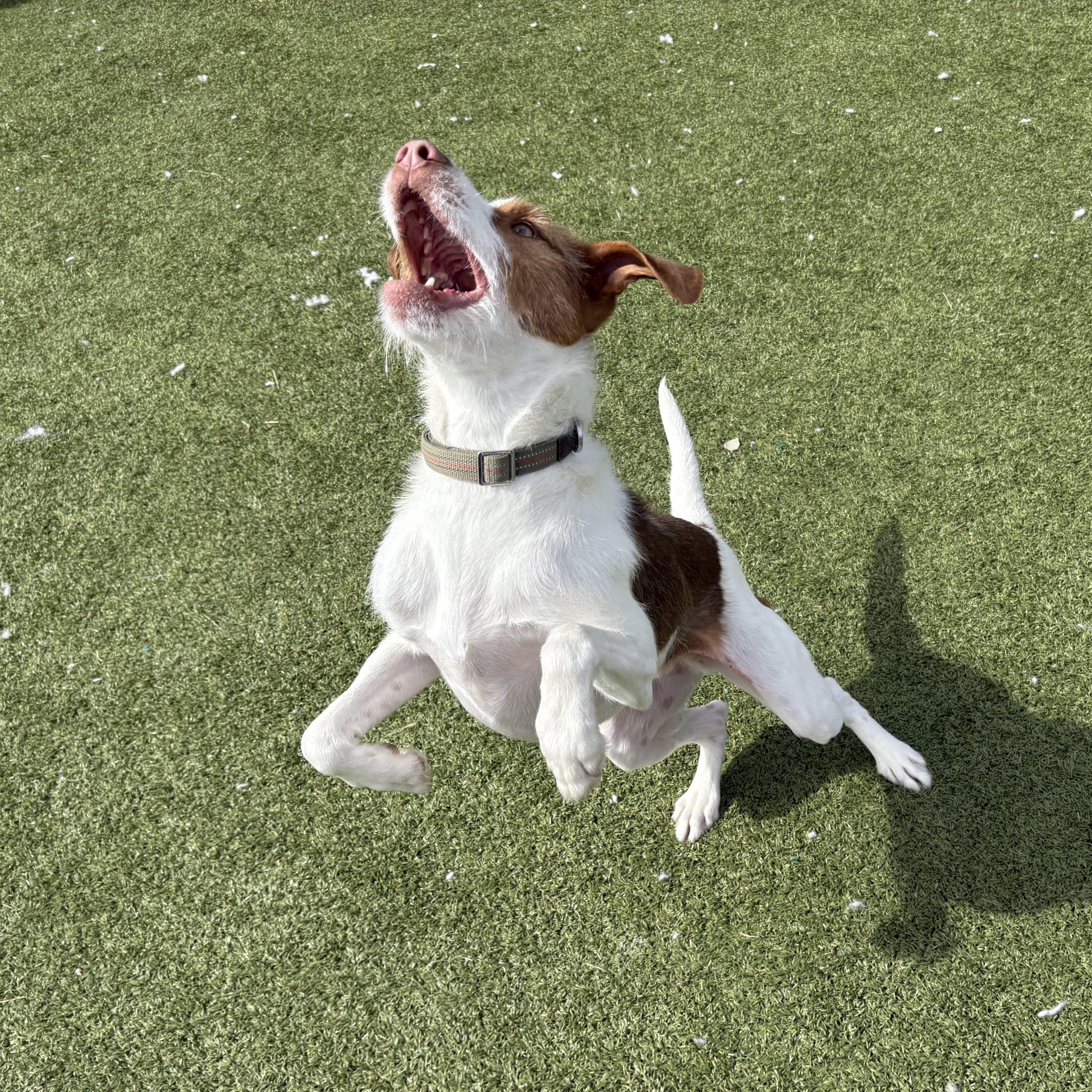 Archie - Adopted | Petfinder