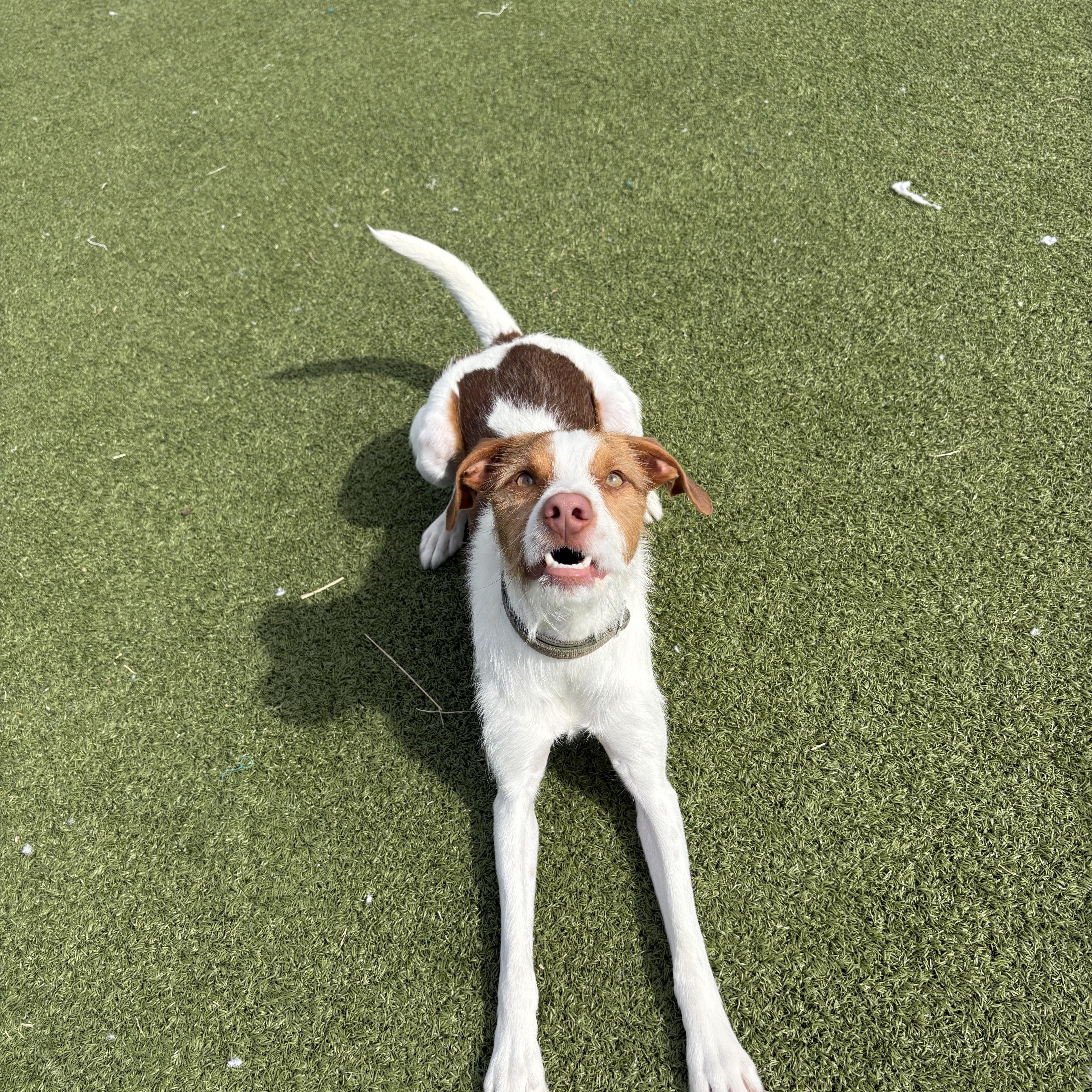 Enlarge Archie, a ADOPTABLE mixed breed in Hays, KS image 4/6