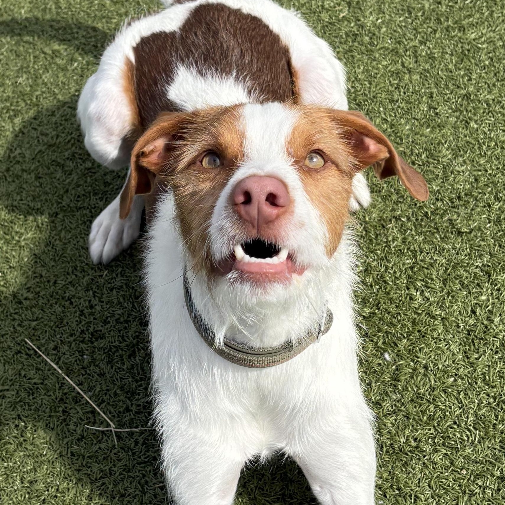 Archie - Adoptable Pet | Petfinder | Petfinder