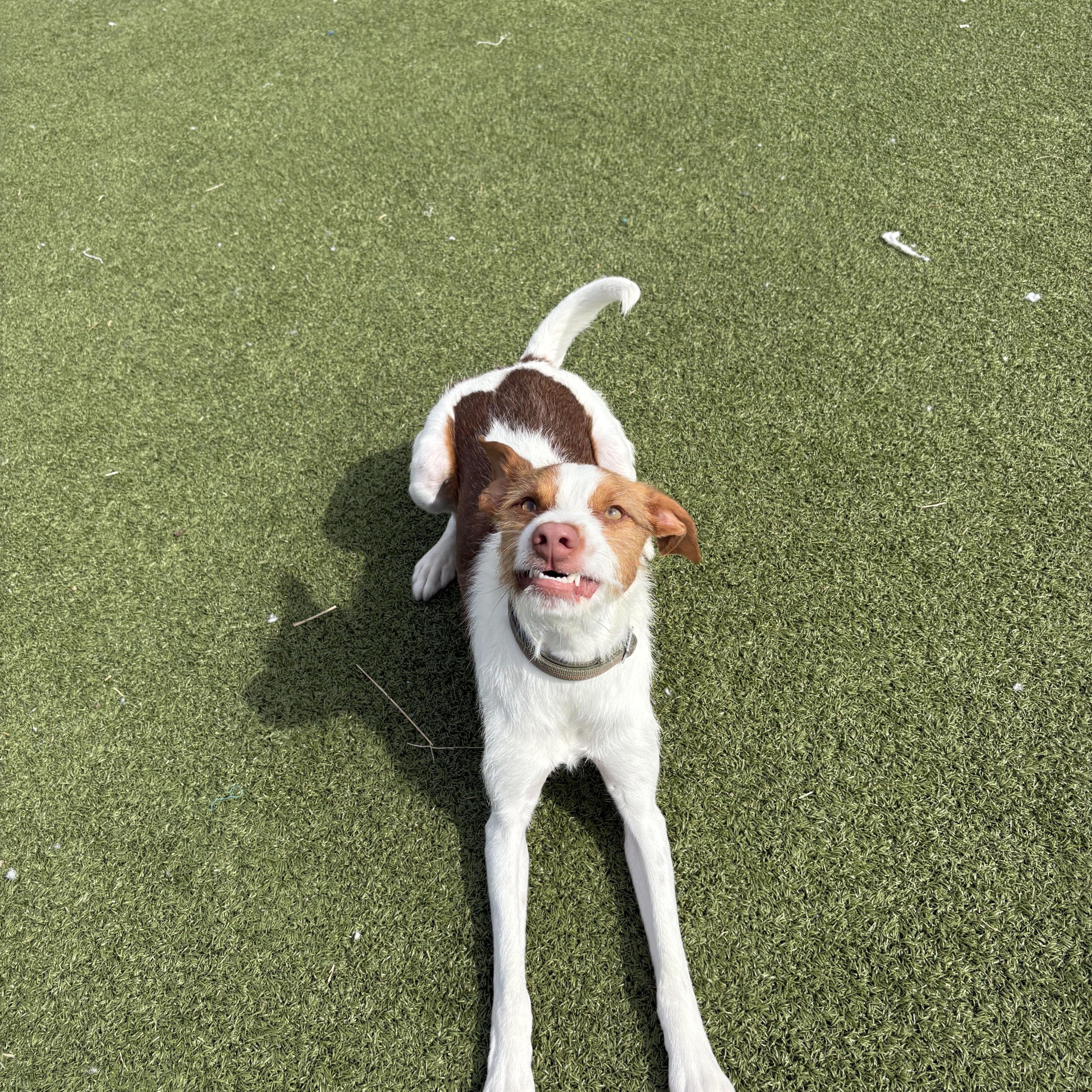 Enlarge Archie, a ADOPTABLE mixed breed in Hays, KS image 3/6