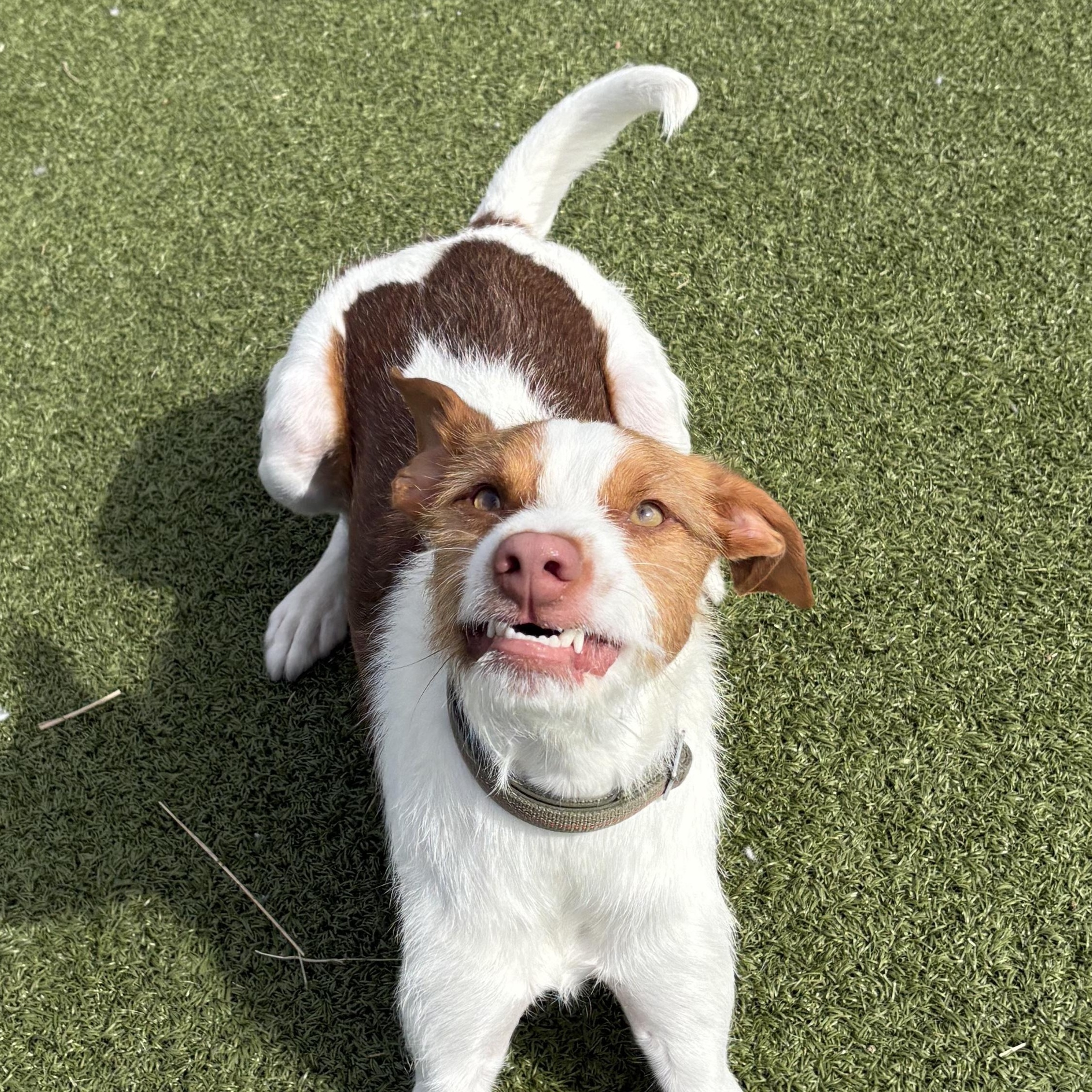 Archie - Adopted | Petfinder