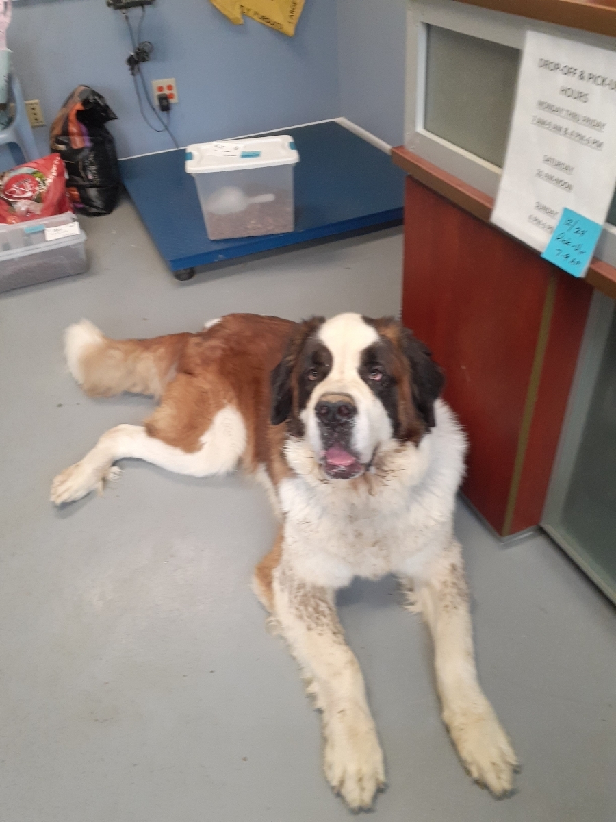 Enlarge Oakley, a Adopted Saint Bernard in Evansville, IN image 1/1