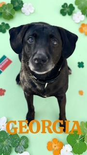 Georgia, ADOPTABLE, Senior Female Mixed Breed.