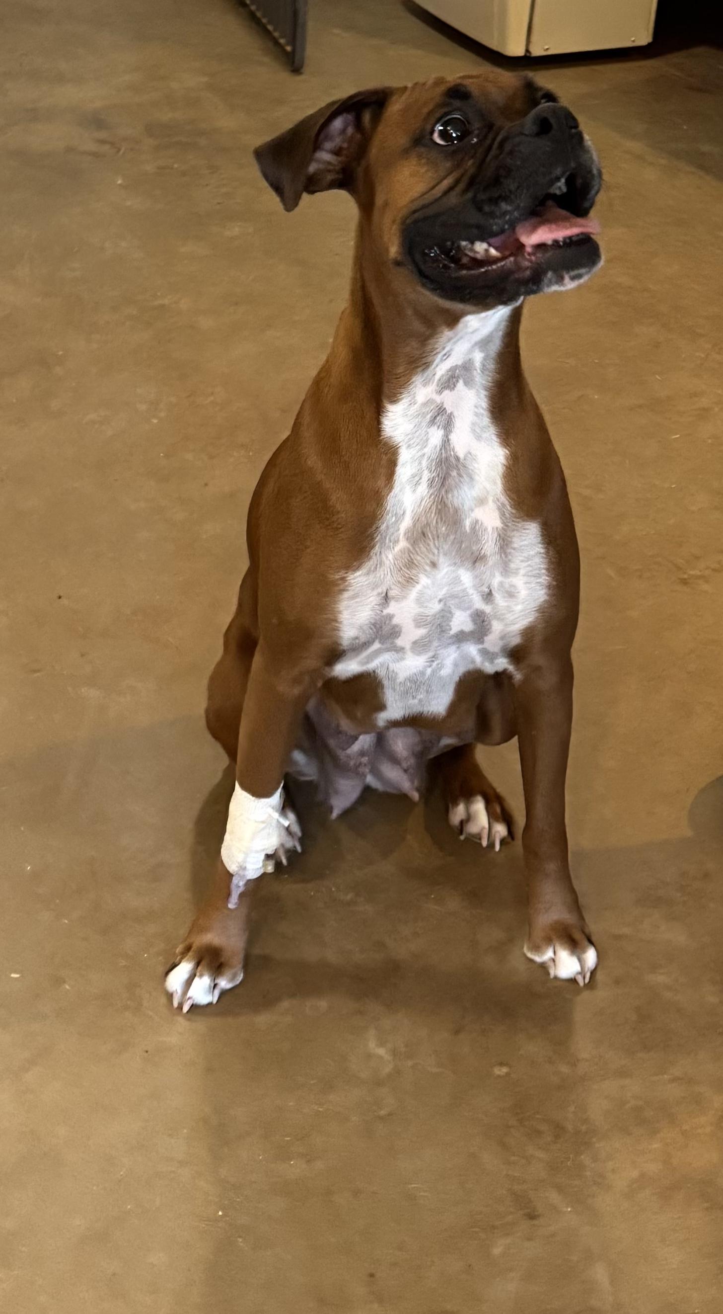 Maggie, Adopted, Adult Female Boxer.