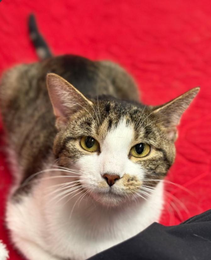 Enlarge ALLISON , an adopted Tabby in Carroll, OH image 3/4