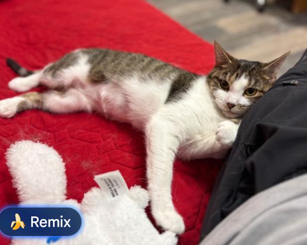 ALLISON , adopted, Young Female Tabby.