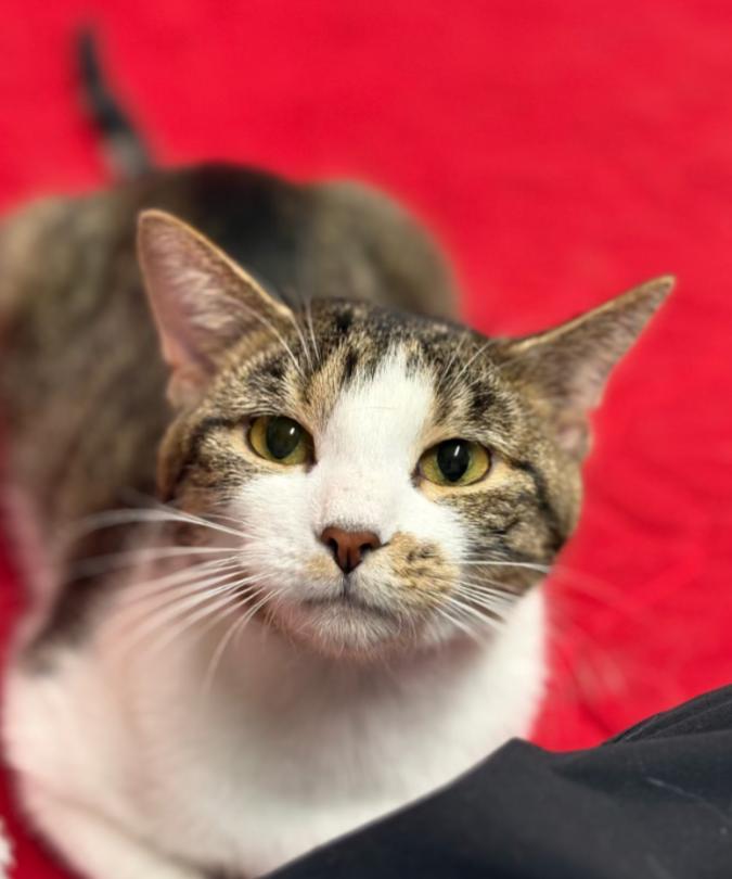 Enlarge ALLISON , an adopted Tabby in Carroll, OH image 2/4