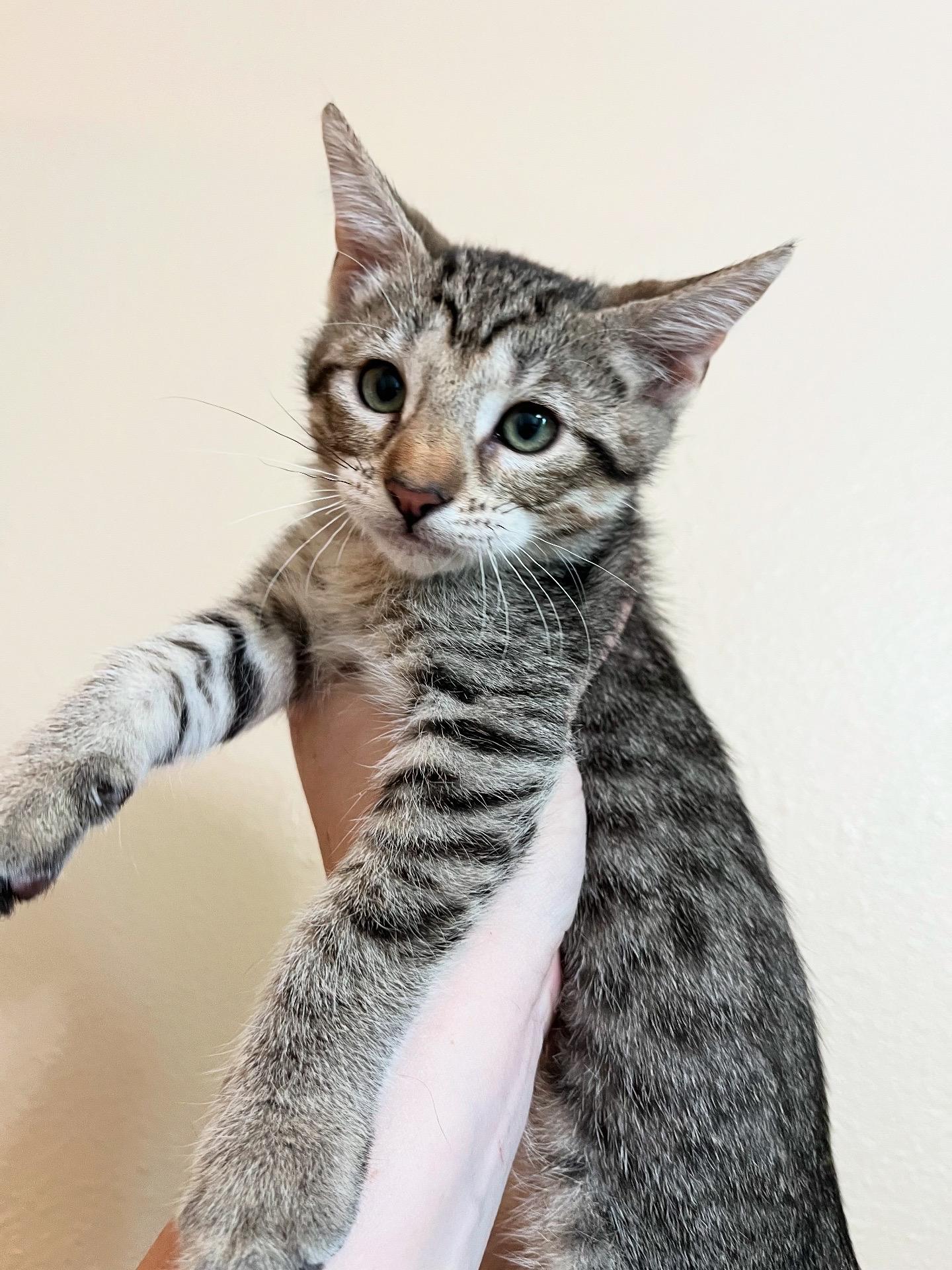 Enlarge Squirtle, a Adoptable Domestic Short Hair in Fresno, CA image 6/6