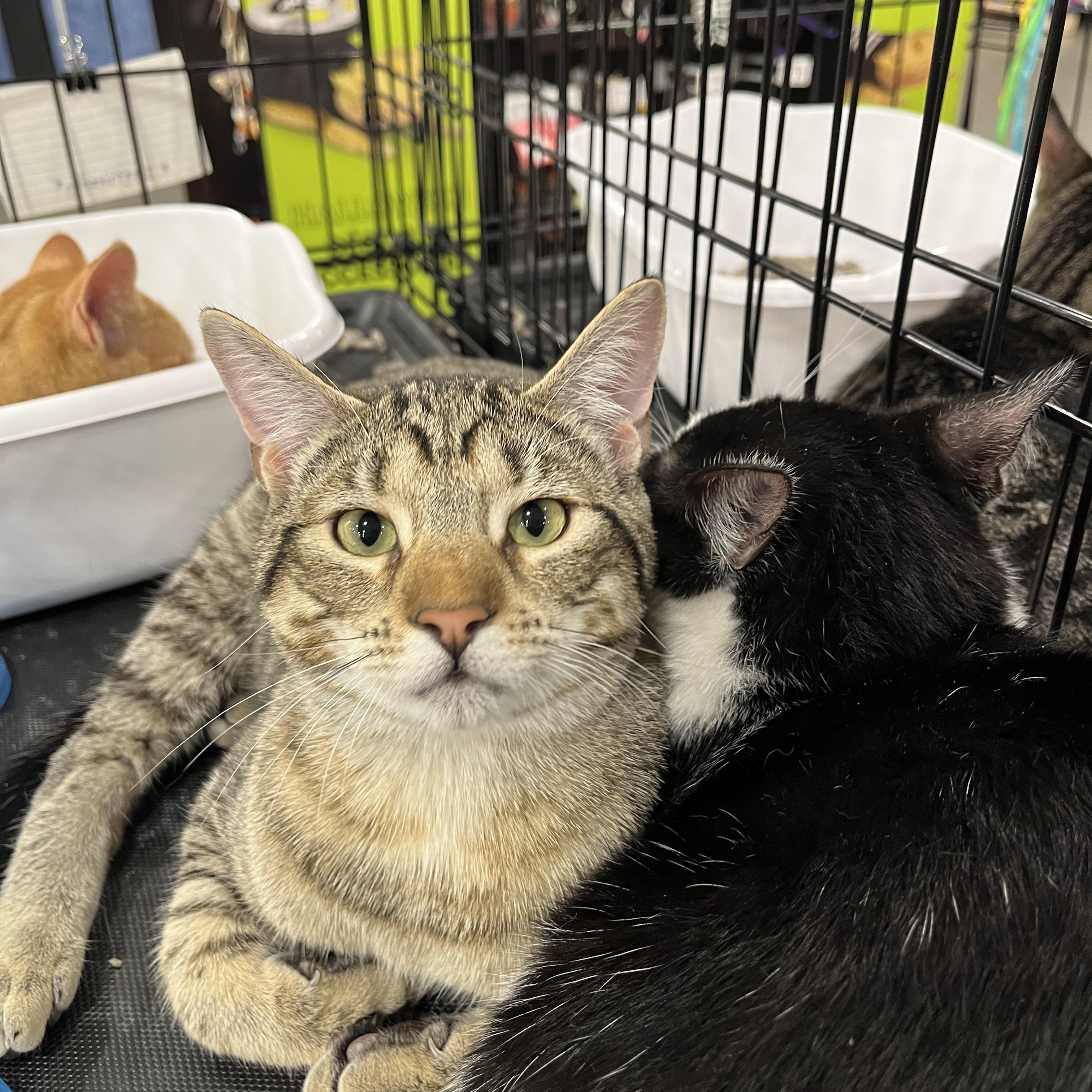 Squirtle, Adoptable, Kitten Male Domestic Short Hair.