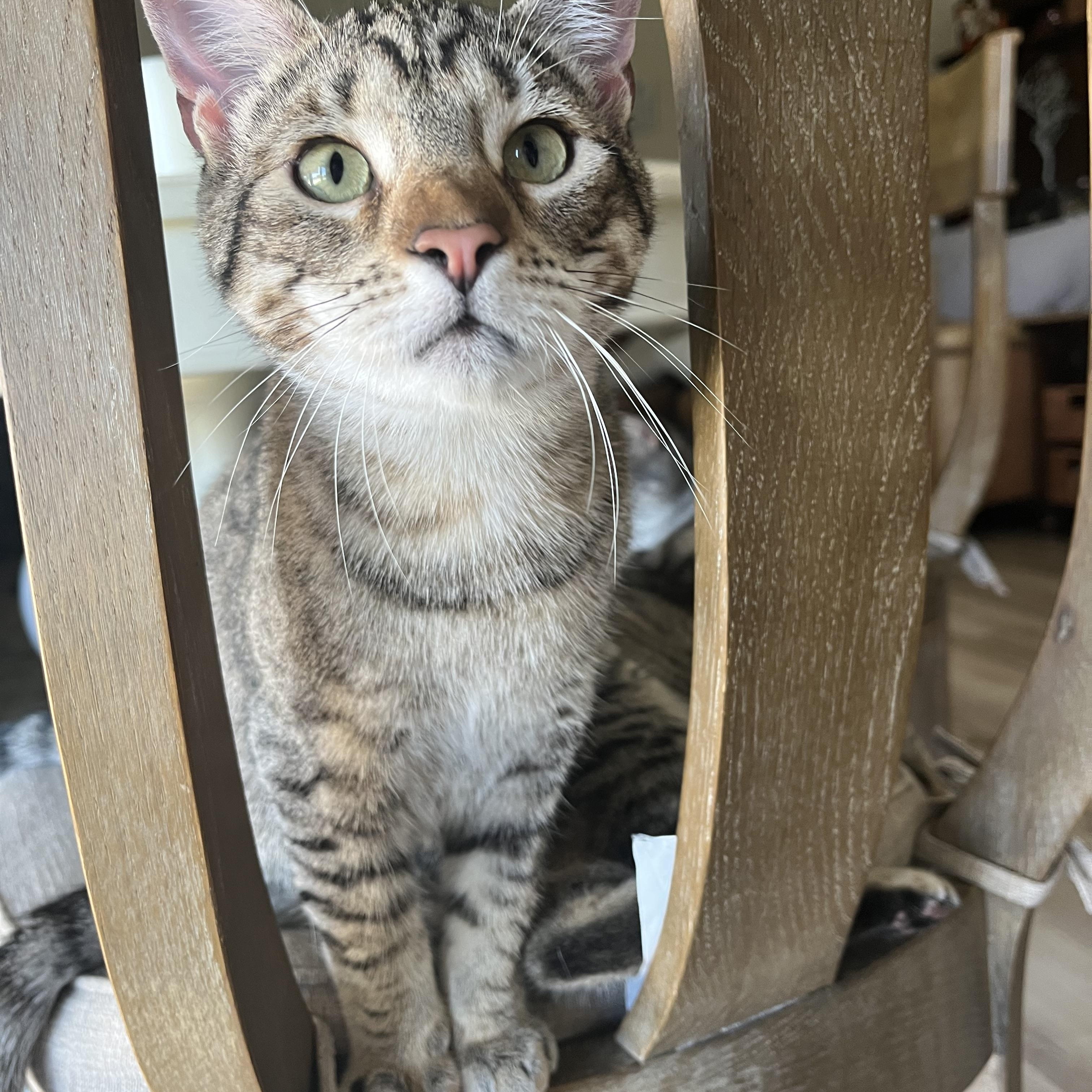 Enlarge Squirtle, a Adoptable Domestic Short Hair in Fresno, CA image 2/6