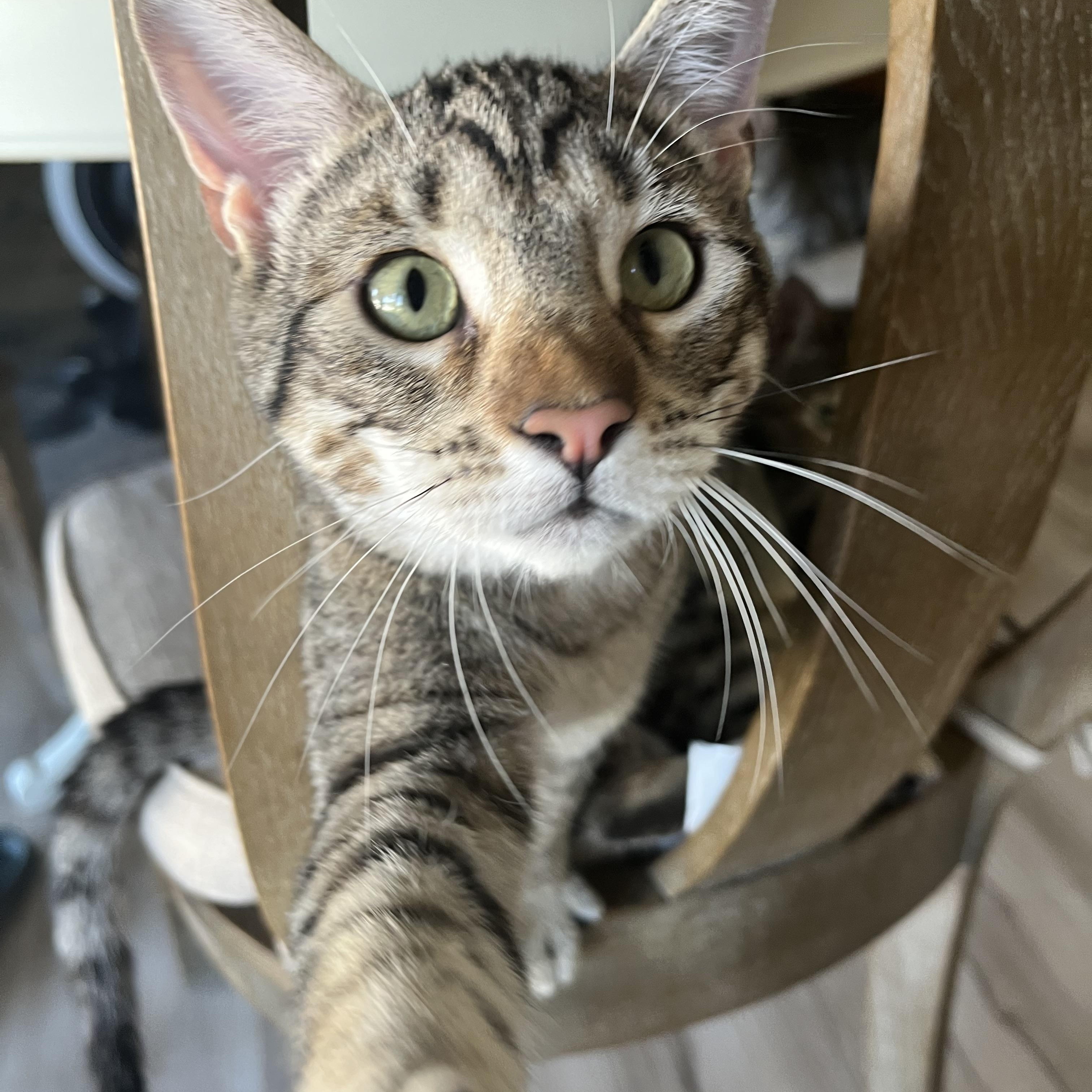 Enlarge Squirtle, a Adoptable Domestic Short Hair in Fresno, CA image 3/6