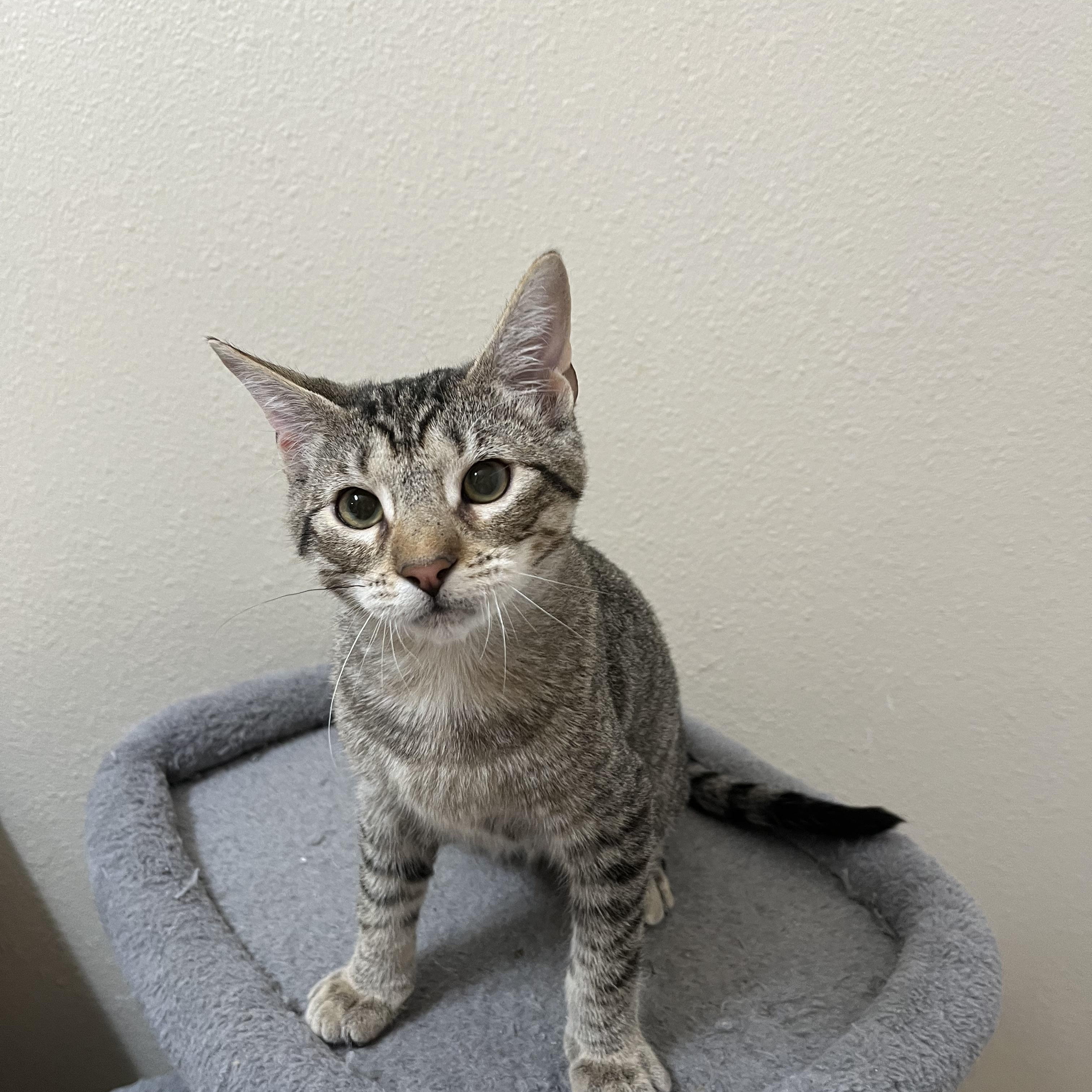 Enlarge Squirtle, a Adoptable Domestic Short Hair in Fresno, CA image 4/6