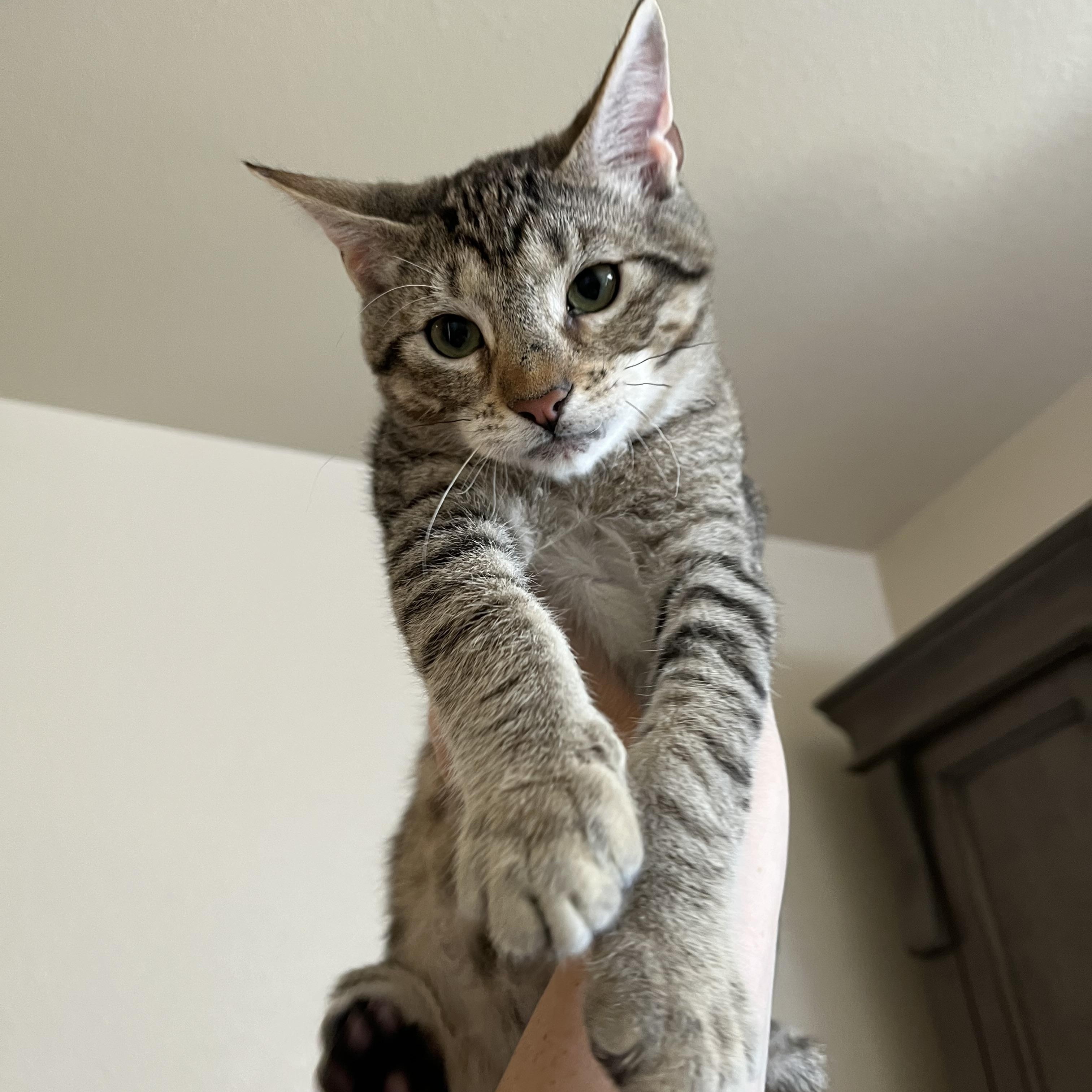 Enlarge Squirtle, a Adoptable Domestic Short Hair in Fresno, CA image 5/6