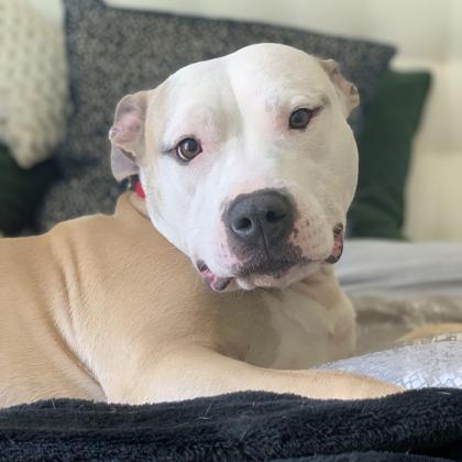 Demi, Adoptable, Senior Female American Staffordshire Terrier & Mixed Breed.