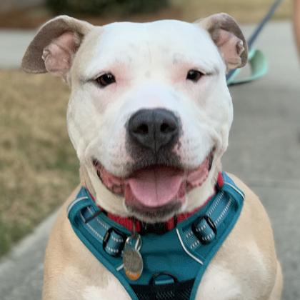 Enlarge Demi, a Adoptable mixed breed in Atlanta, GA image 2/3