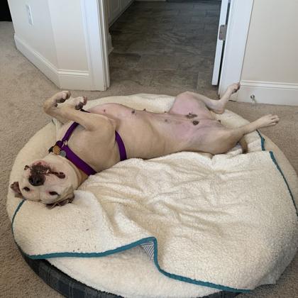 Enlarge Demi, a Adoptable mixed breed in Atlanta, GA image 3/3