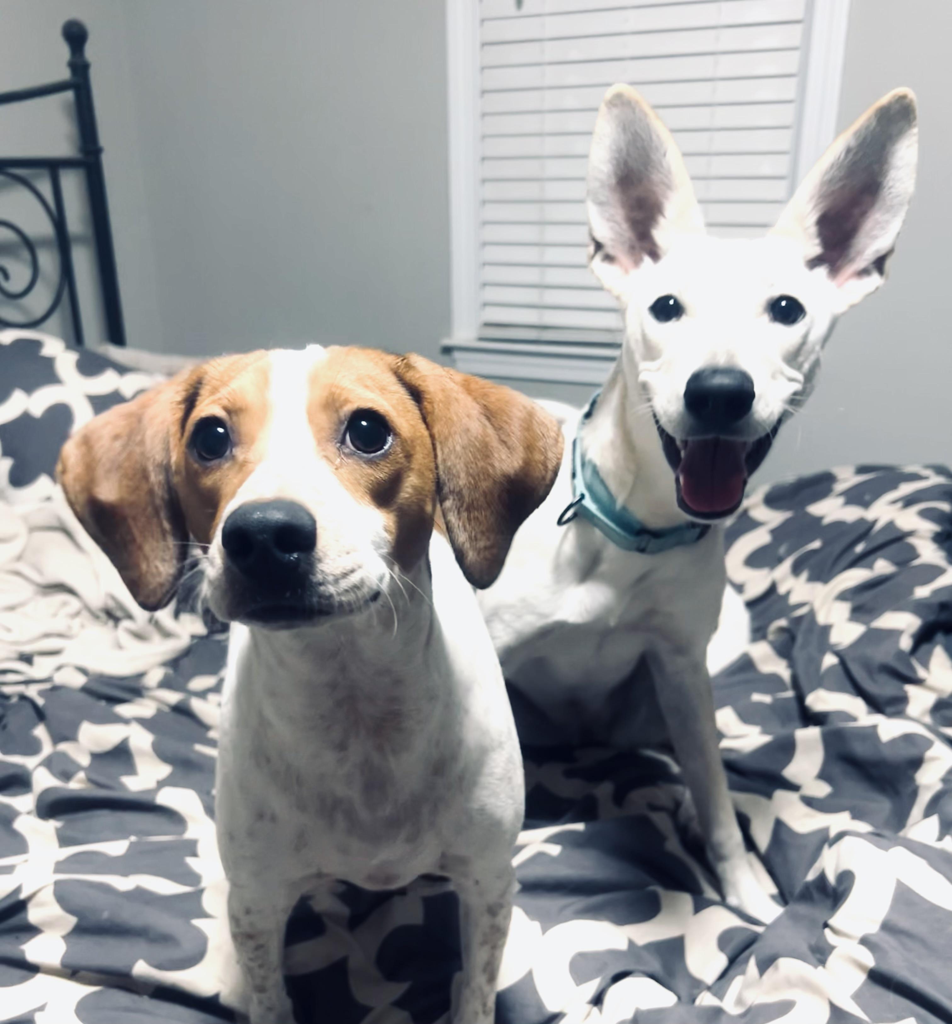 Lexi, an adoptable mixed breed in Boston, MA image 1/6