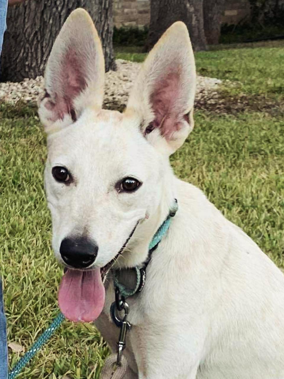 Lexi, adoptable, Young Female Whippet & Portuguese Podengo.