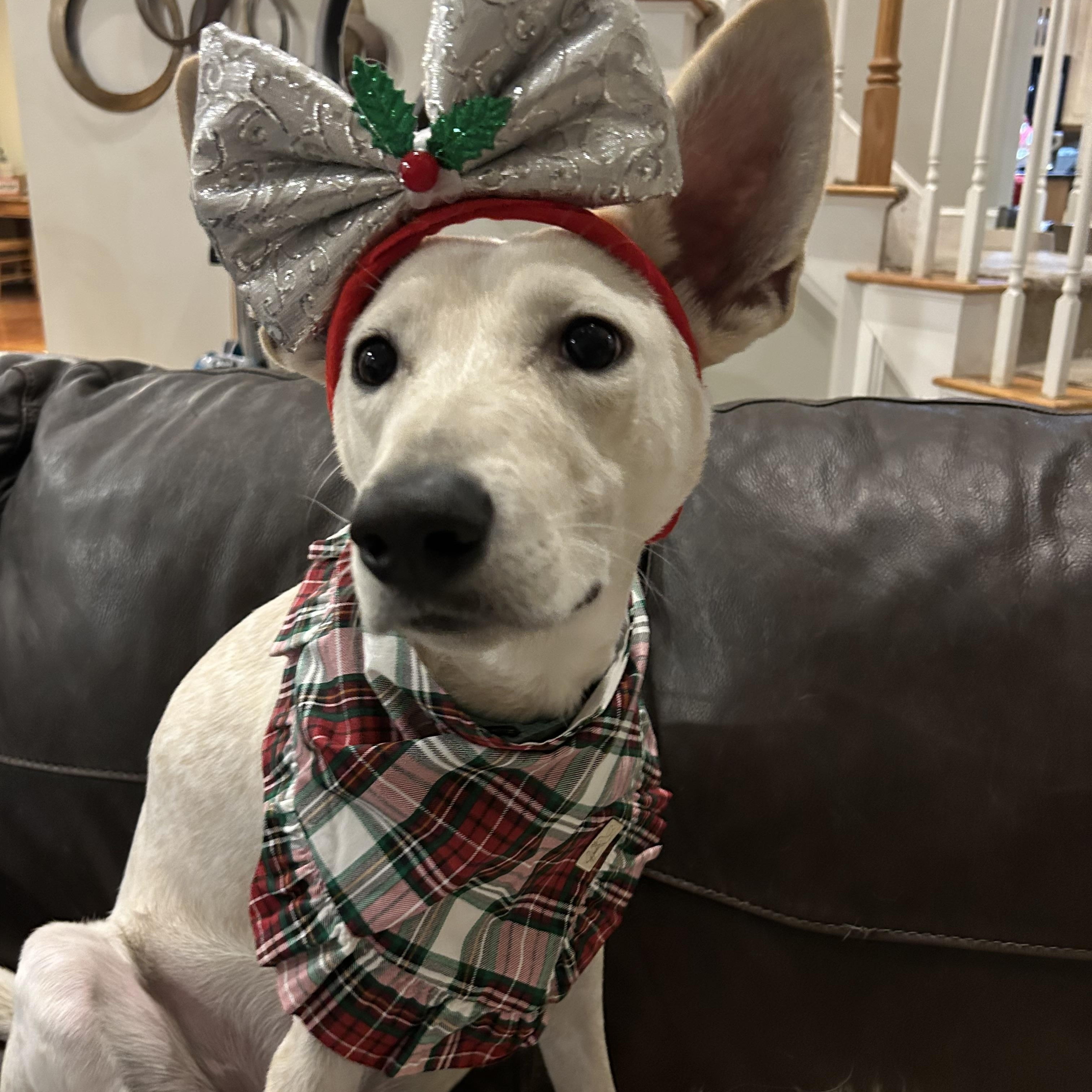 Lexi, an adoptable mixed breed in Boston, MA image 2/6