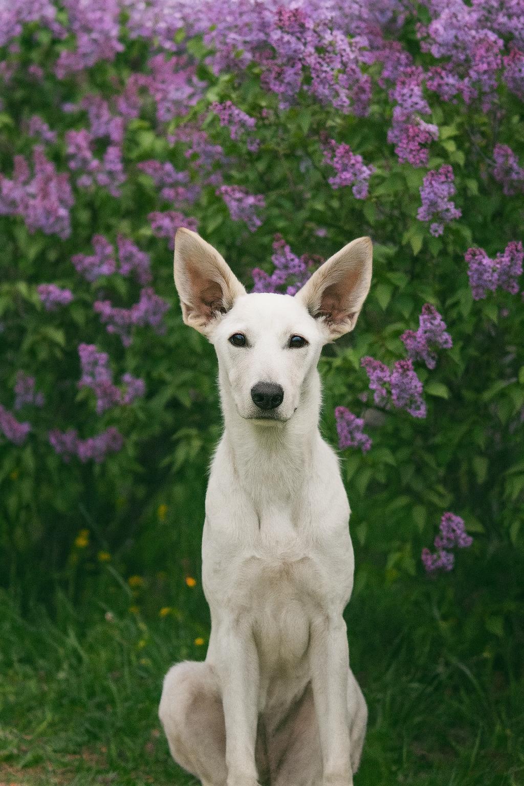 Lexi, an adoptable mixed breed in Boston, MA image 3/6