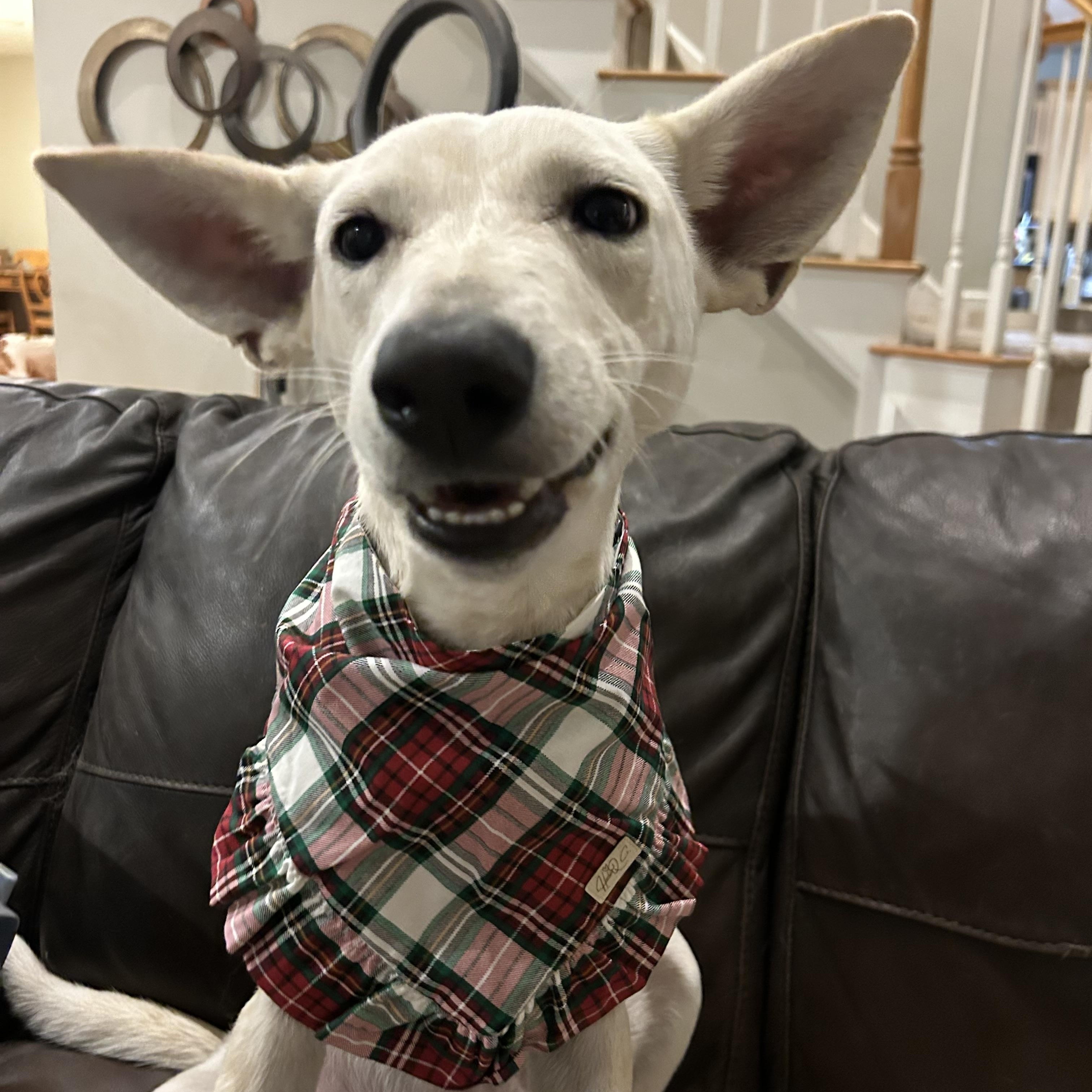 Lexi, an adoptable mixed breed in Boston, MA image 4/6