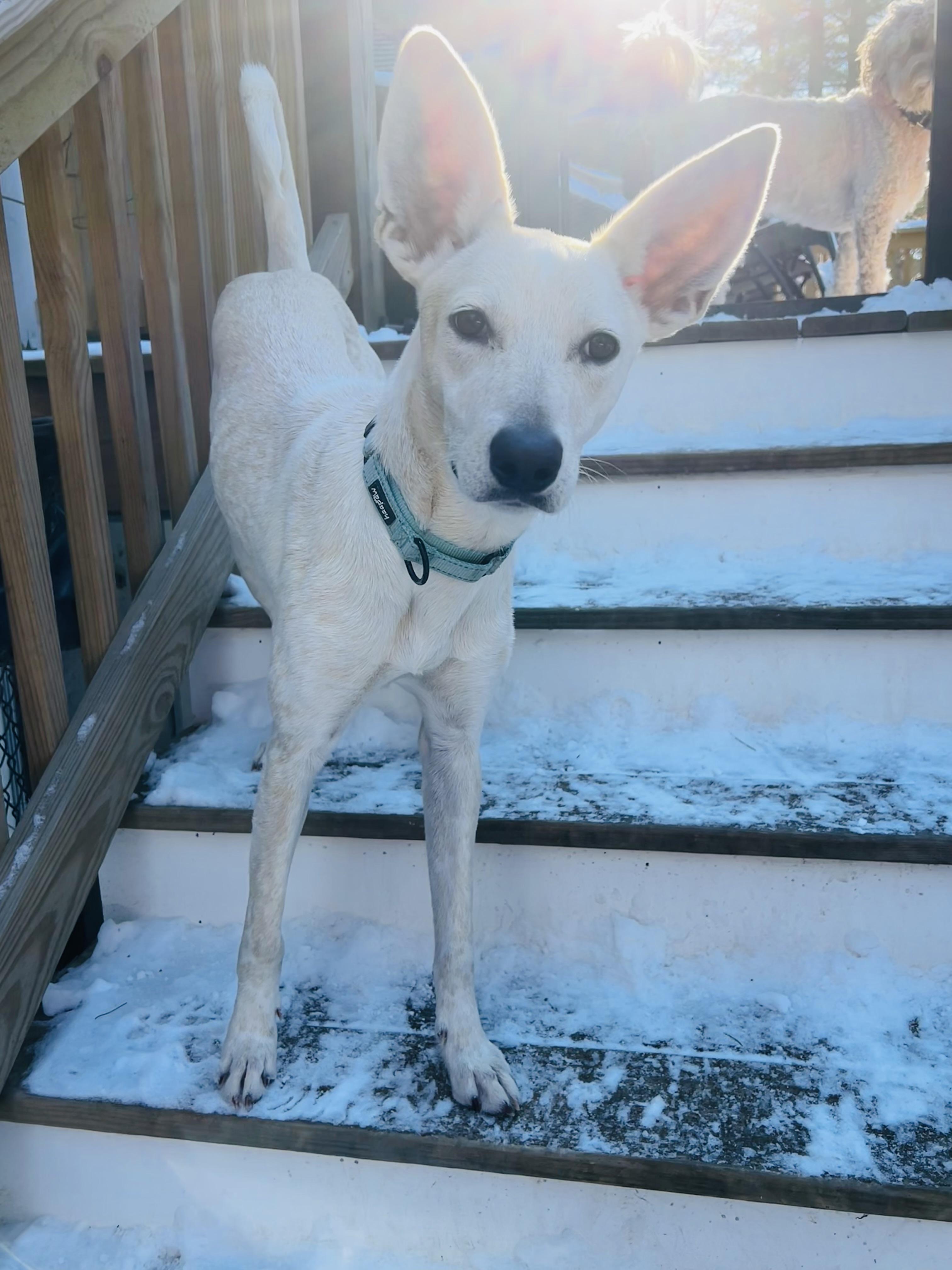 Lexi, an adoptable mixed breed in Boston, MA image 5/6